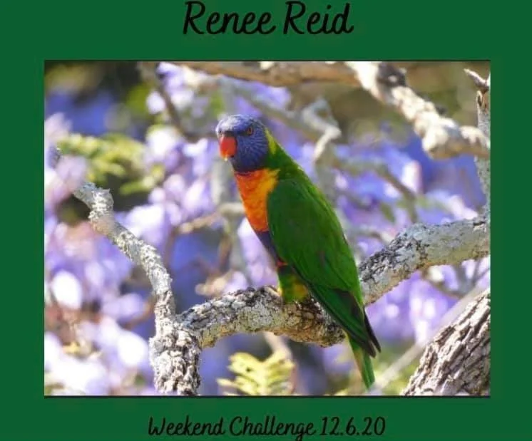 A colorful bird with a blue head, orange face, yellow chest, and green wings perched on a tree branch.