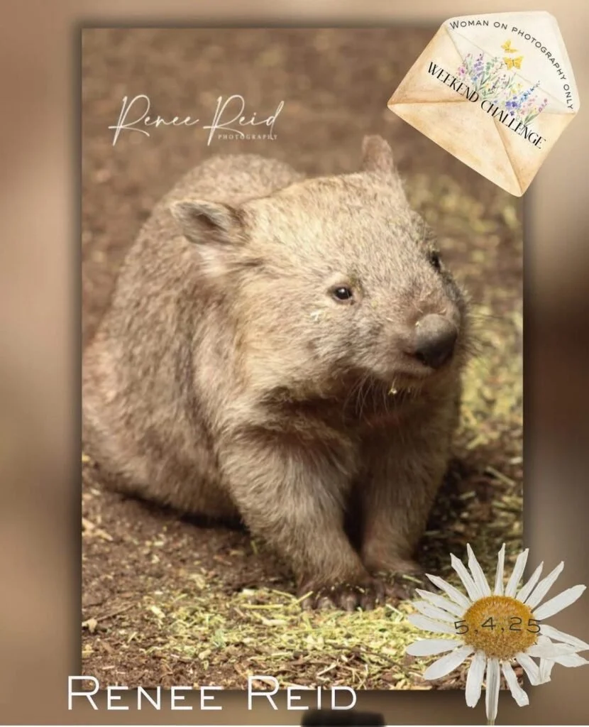 A cute capybara sitting on the ground outdoors with a blurred background. Text overlay includes 'Renee Reid' and 'Weekend Challenge' on an envelope, and the date '5.4.25' with a daisy flower at the bottom.