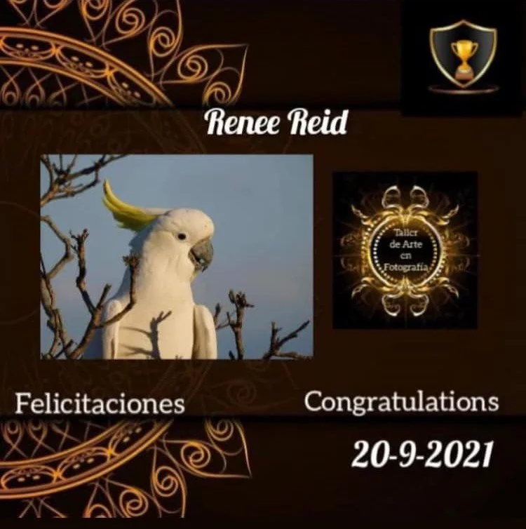 A digital certificate featuring a cockatoo with a yellow crest, the name Renee Reid, and celebrating a photography achievement on September 20, 2021.