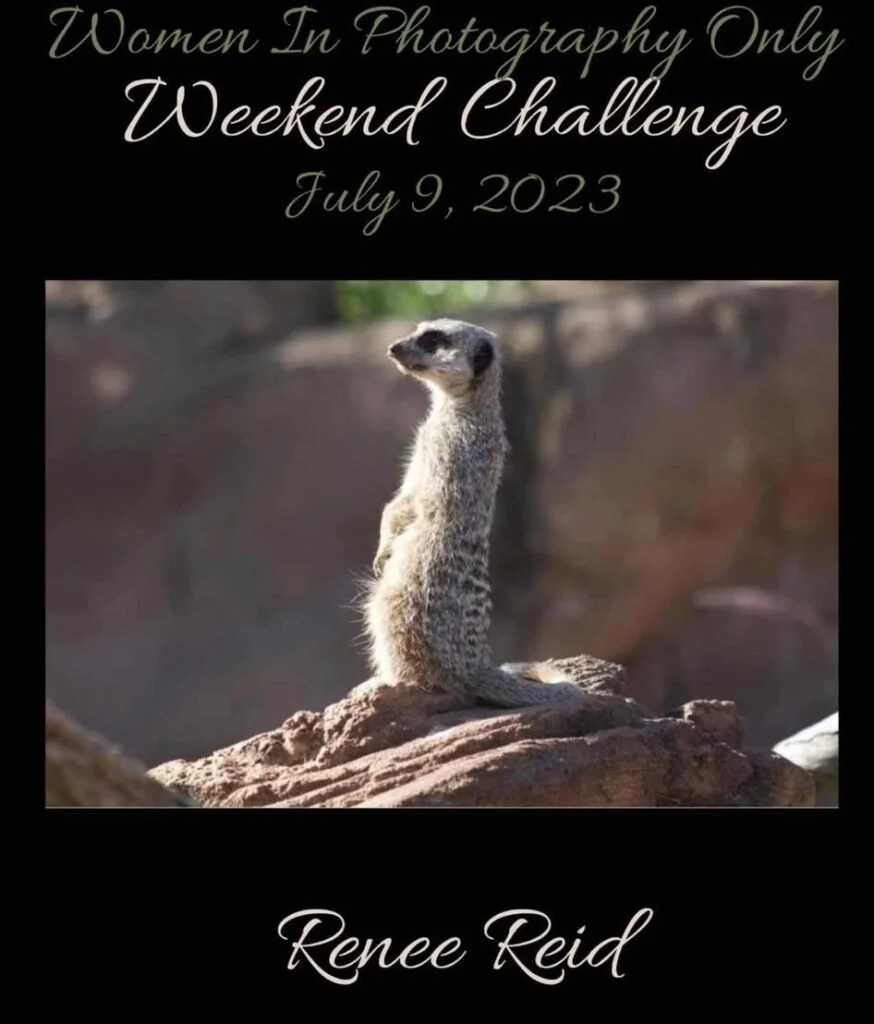 A meme featuring a photo of a meerkat standing upright on a rock. The text at the top reads "Women In Photography Only Weekend Challenge July 9, 2023" and the bottom says "Renee Reid."