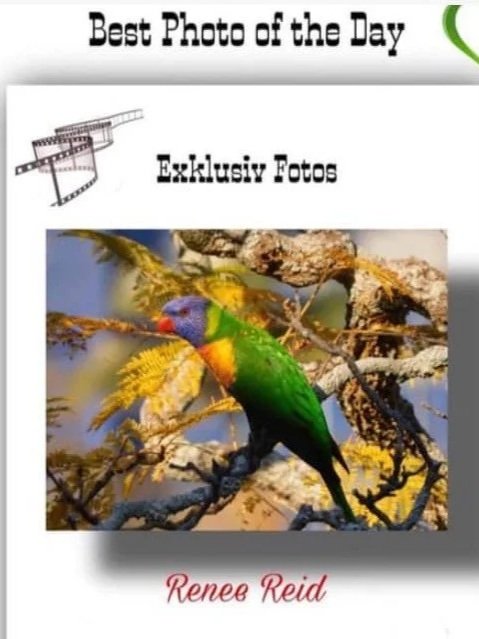 Photo of a colorful bird perched on a tree branch with autumn-colored leaves, with text indicating "Best Photo of the Day" and "Exclusive Photos" at the top, and the name "Renee Reid" at the bottom.