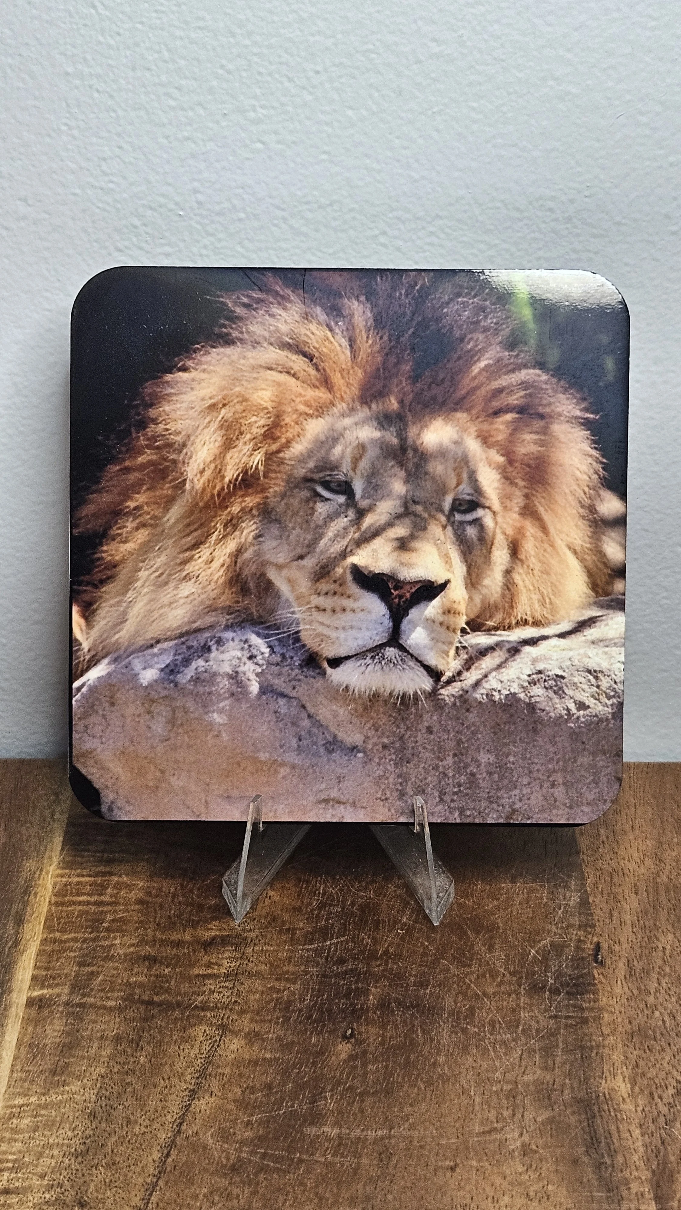 Lion Coaster