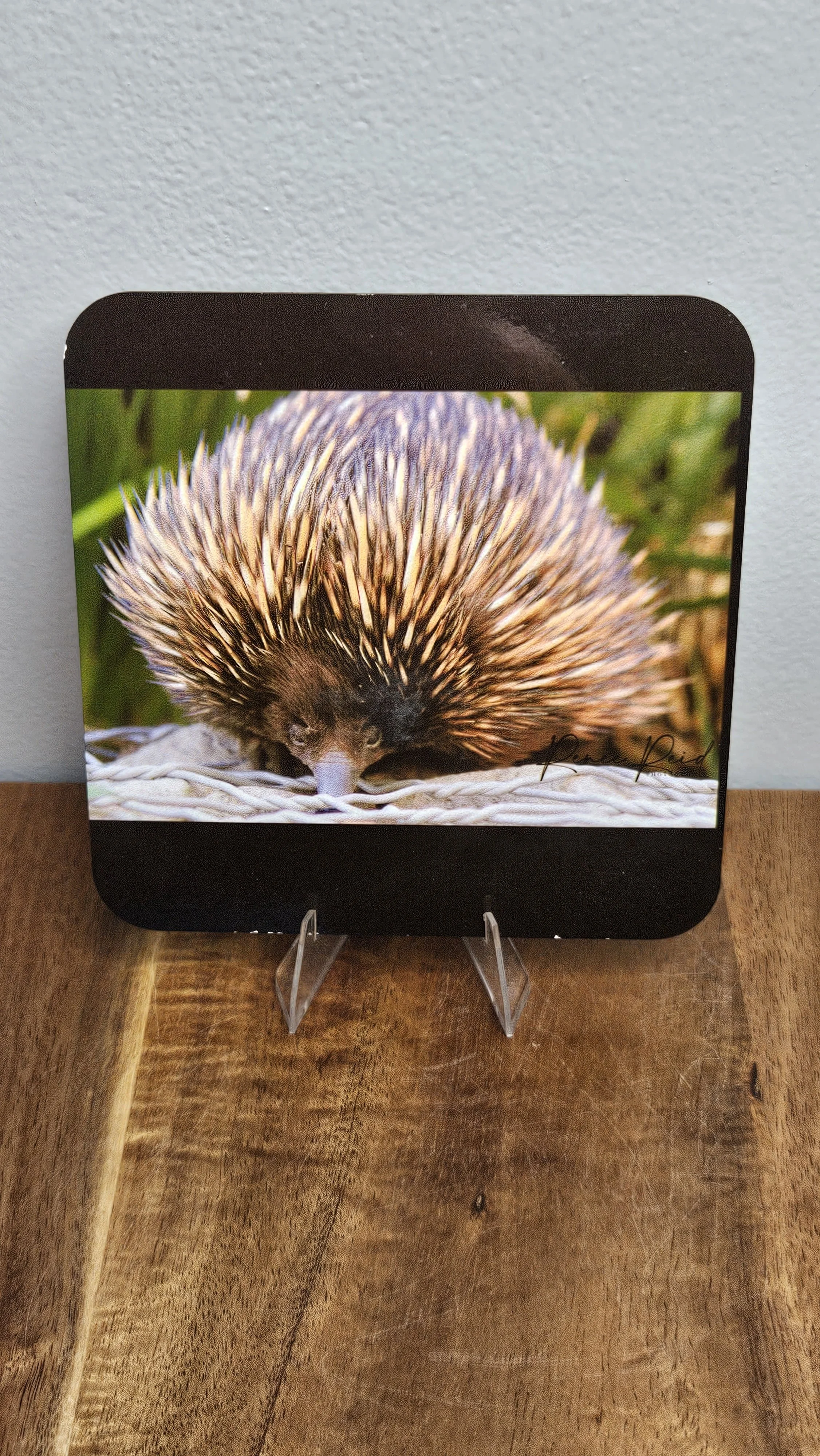 Echidna Coaster
