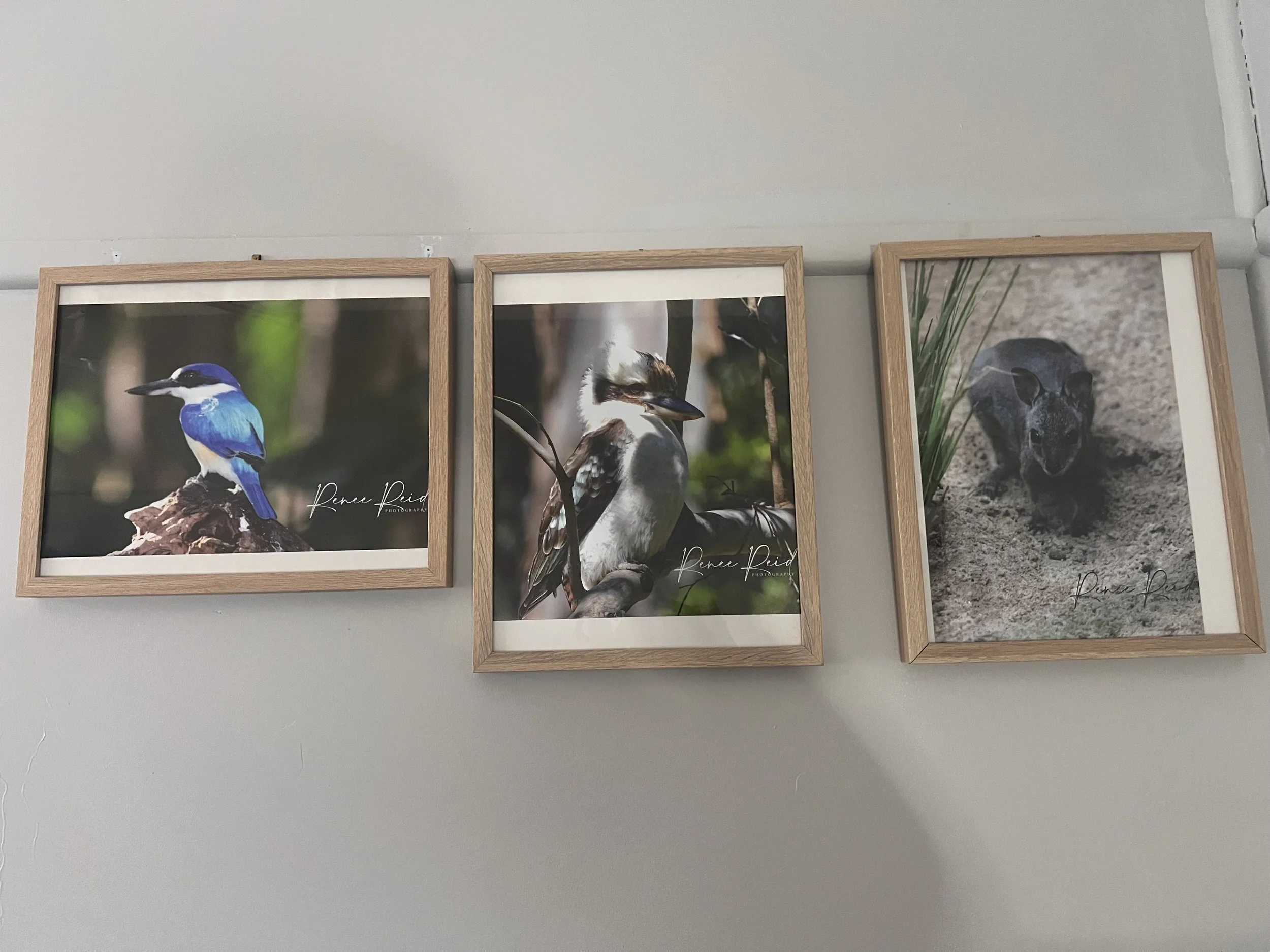 A5 Animal Photos