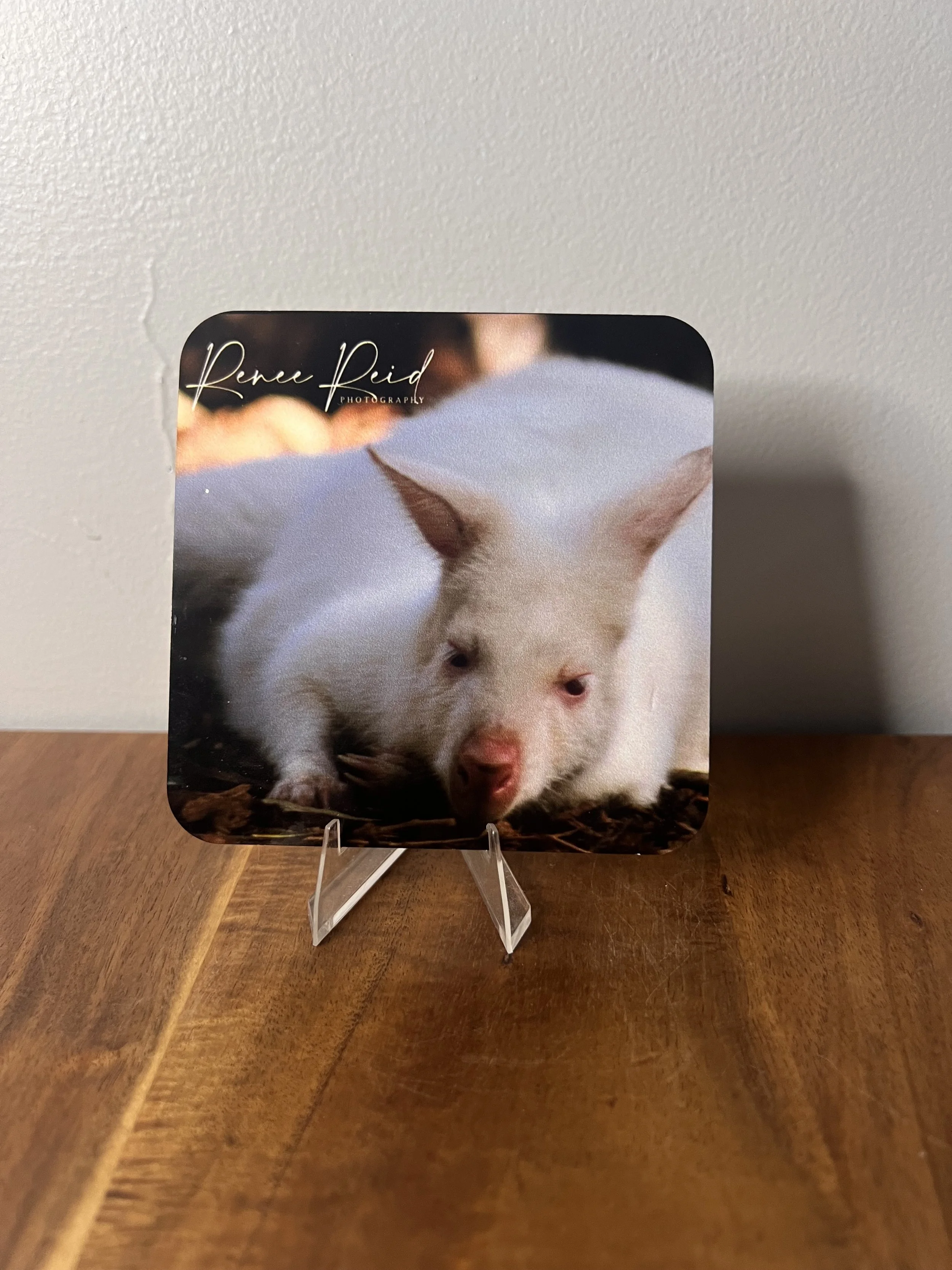 Albino Coaster
