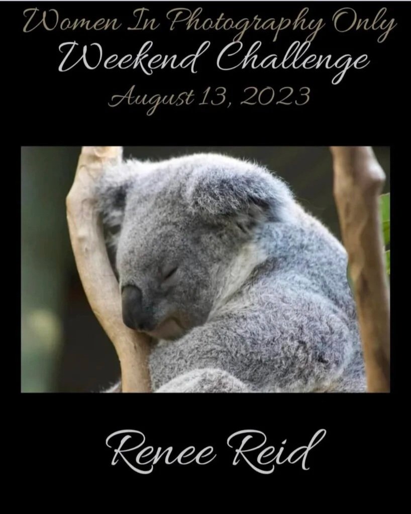 A black promotional image with white and gray script text advertising a women's photography weekend challenge on August 13, 2023, featuring a sleeping koala bear hugging a tree.