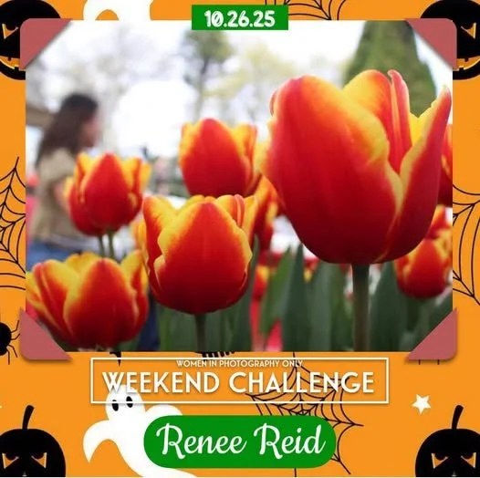 Close-up of orange and yellow tulips with blurred background and a person in the background, decorated with Halloween-themed border and text for a weekend photography challenge.