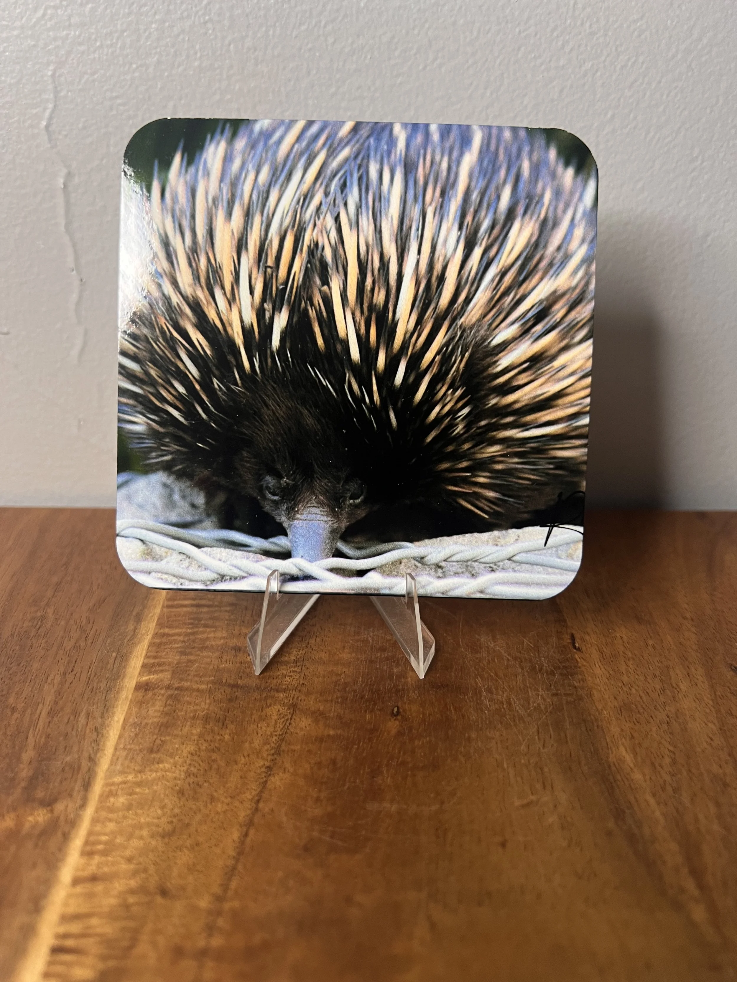 Echidna Coaster