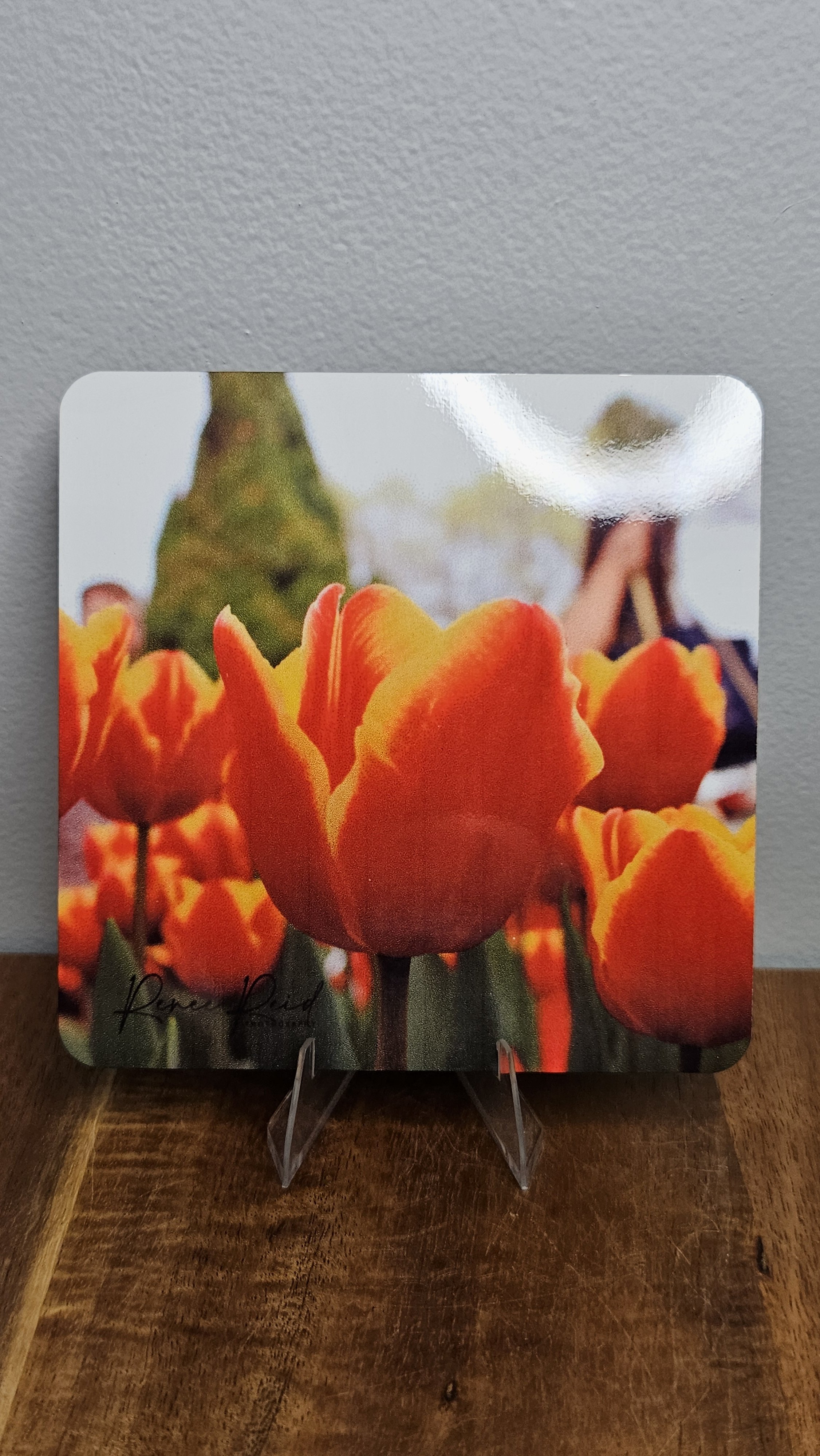 Two Tone Tulip Coaster