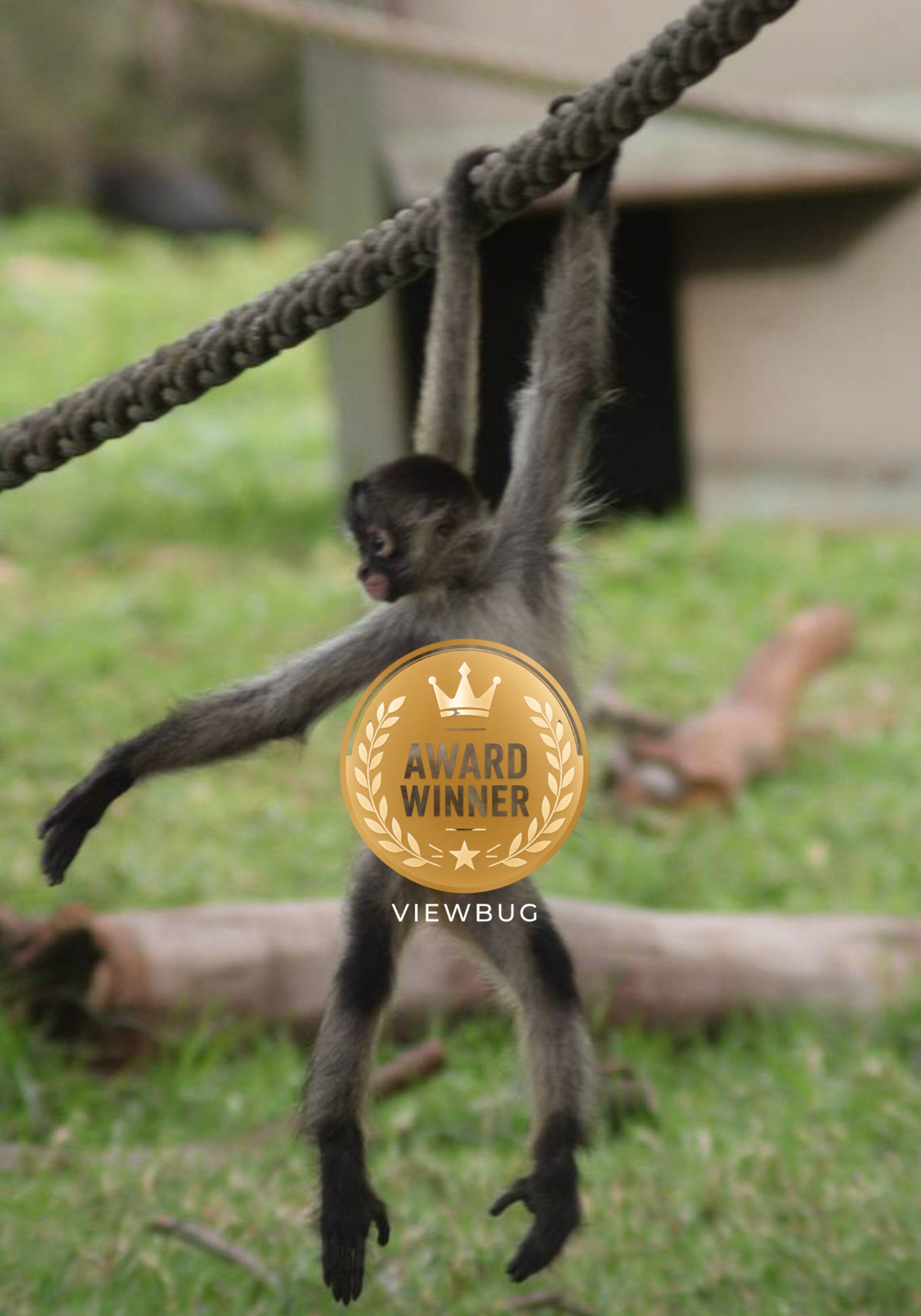 Award Featuring A young monkey hanging from a thick rope outdoors in a grassy area