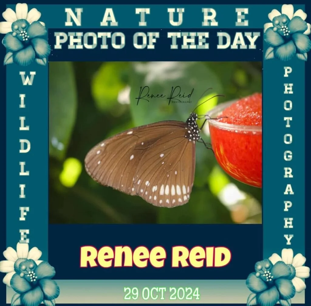 Close-up of a butterfly feeding on a red fruit, with a blurred green natural background, surrounded by a decorative border with flowers and text promoting a nature photo of the day.