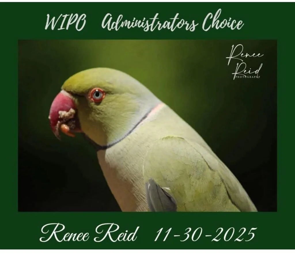 A graphic with a green background and white cursive text that reads "WIPB Administrators Choice." It features a close-up image of a parakeet with a green and yellow body, a pink beak, and red eyes. The bottom of the graphic contains the name "Renee Reid" and the date "11-30-2025" in white cursive font. The top right corner includes a signature and logo that says "Renee Reid Photography."