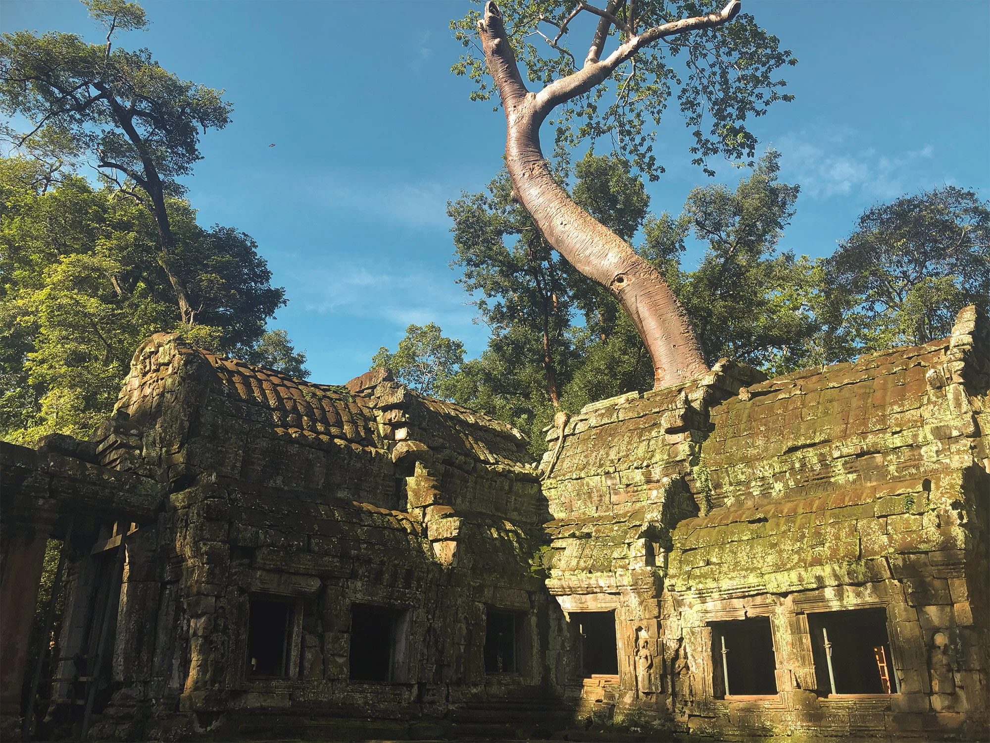 CambodiaI Tree Ankor w.jpg