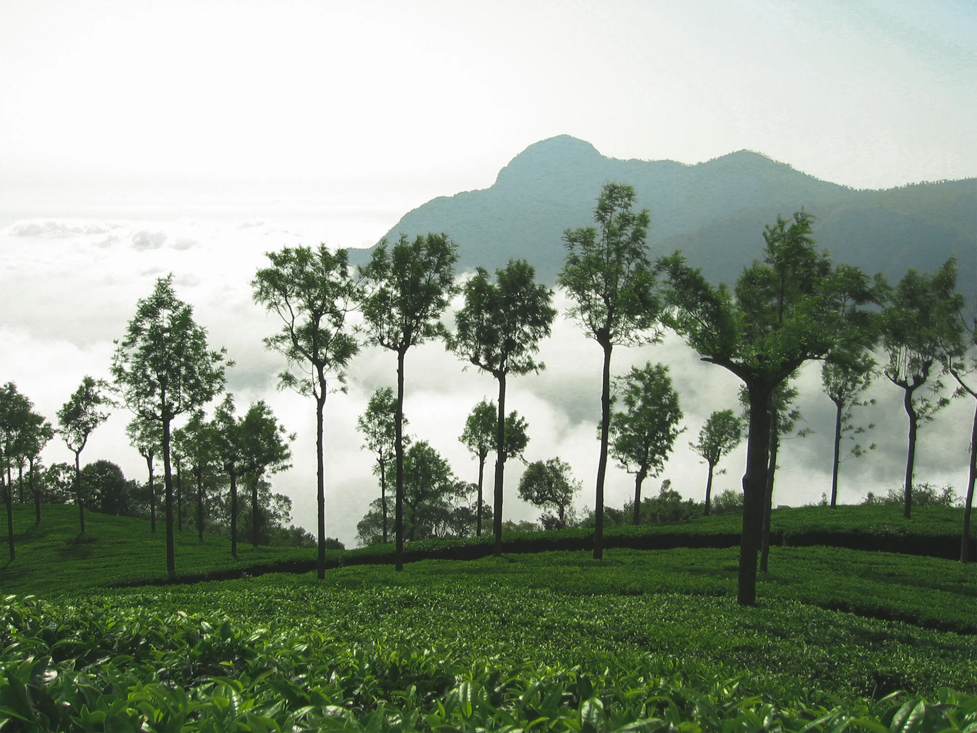Favoured OptionsCoonoor View FromTiger Hill 5.jpg