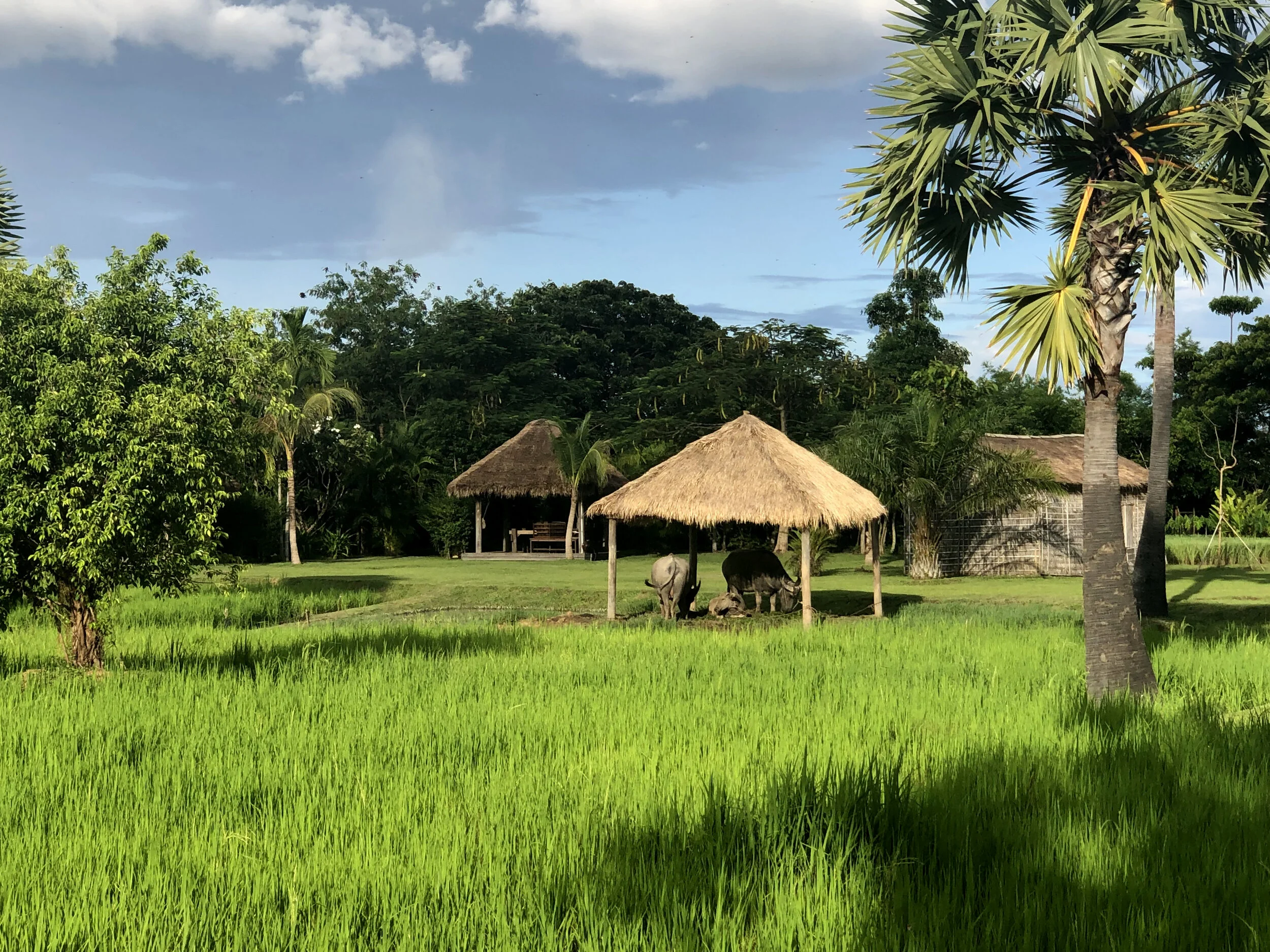 Buffalo Cambodia.jpg