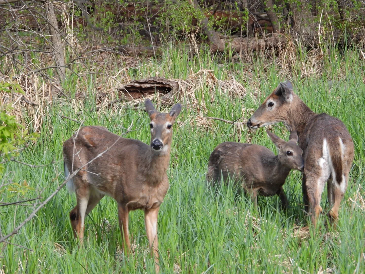 Mule Deer