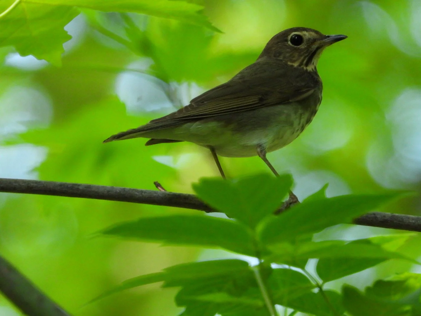 Swainson's Thrush