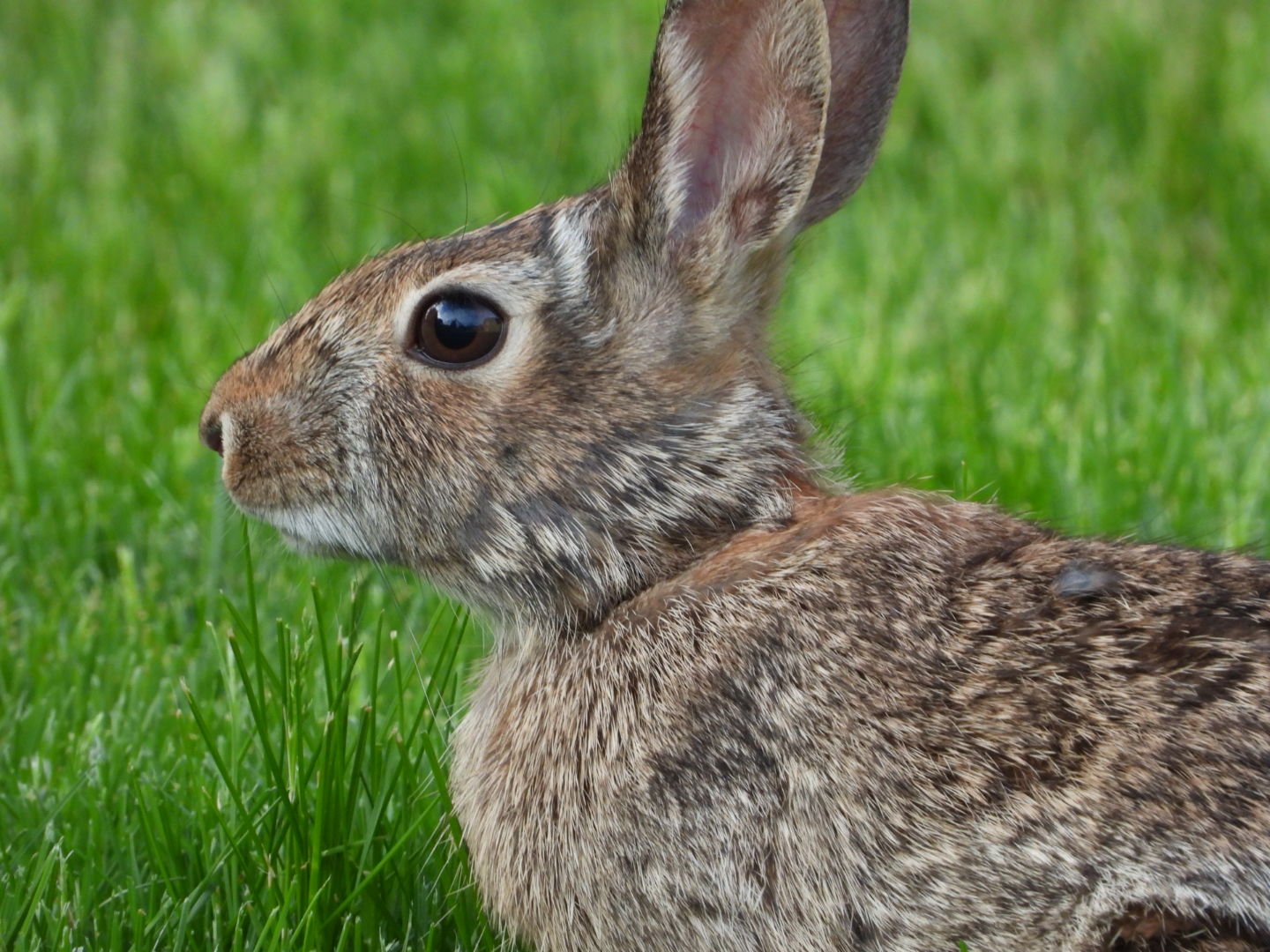 Eastern Cottontail