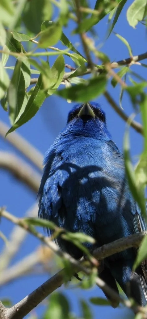 Indigo Bunting