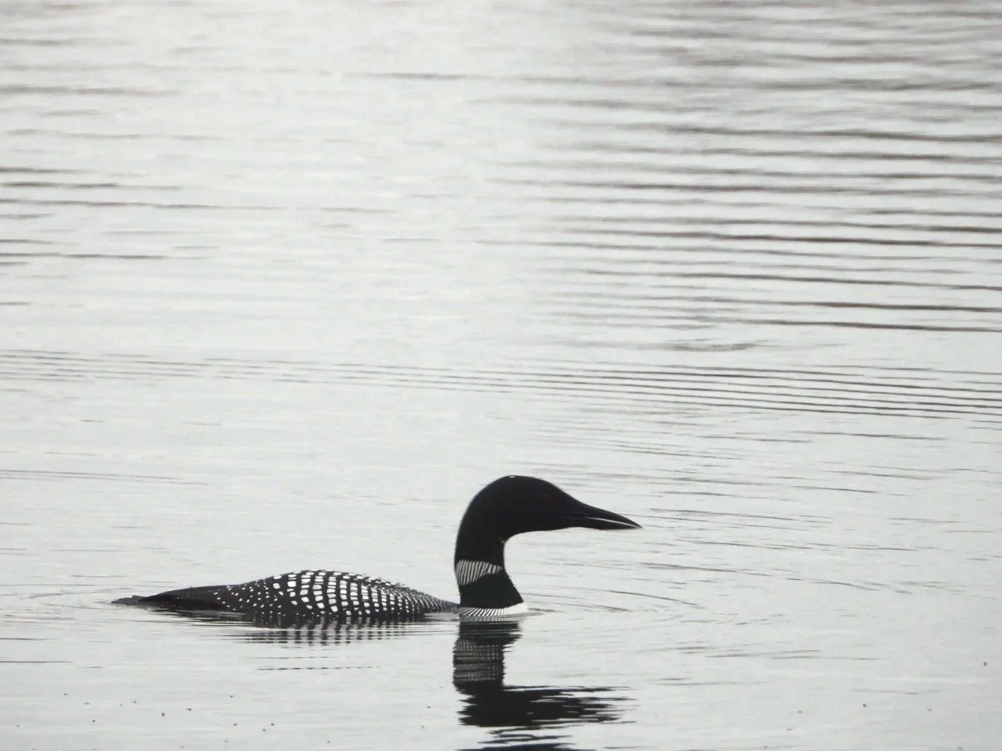 Loon