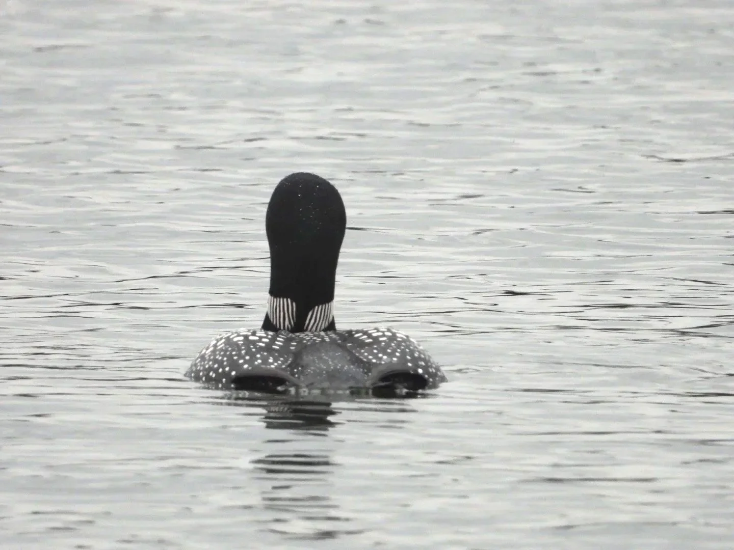 Loon