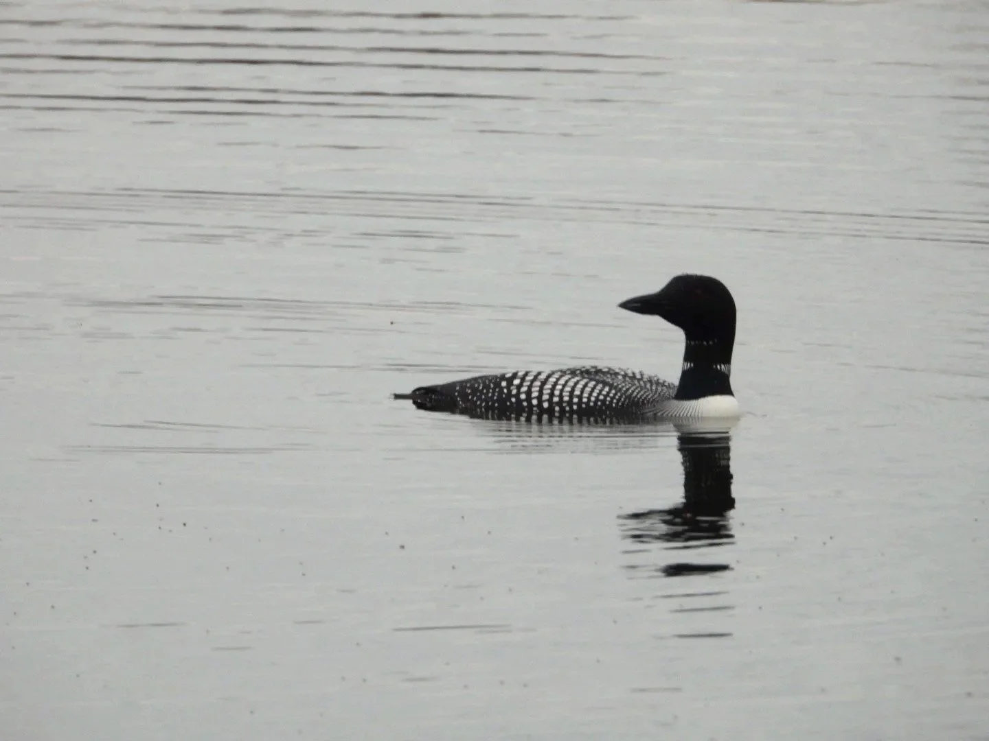 Loon
