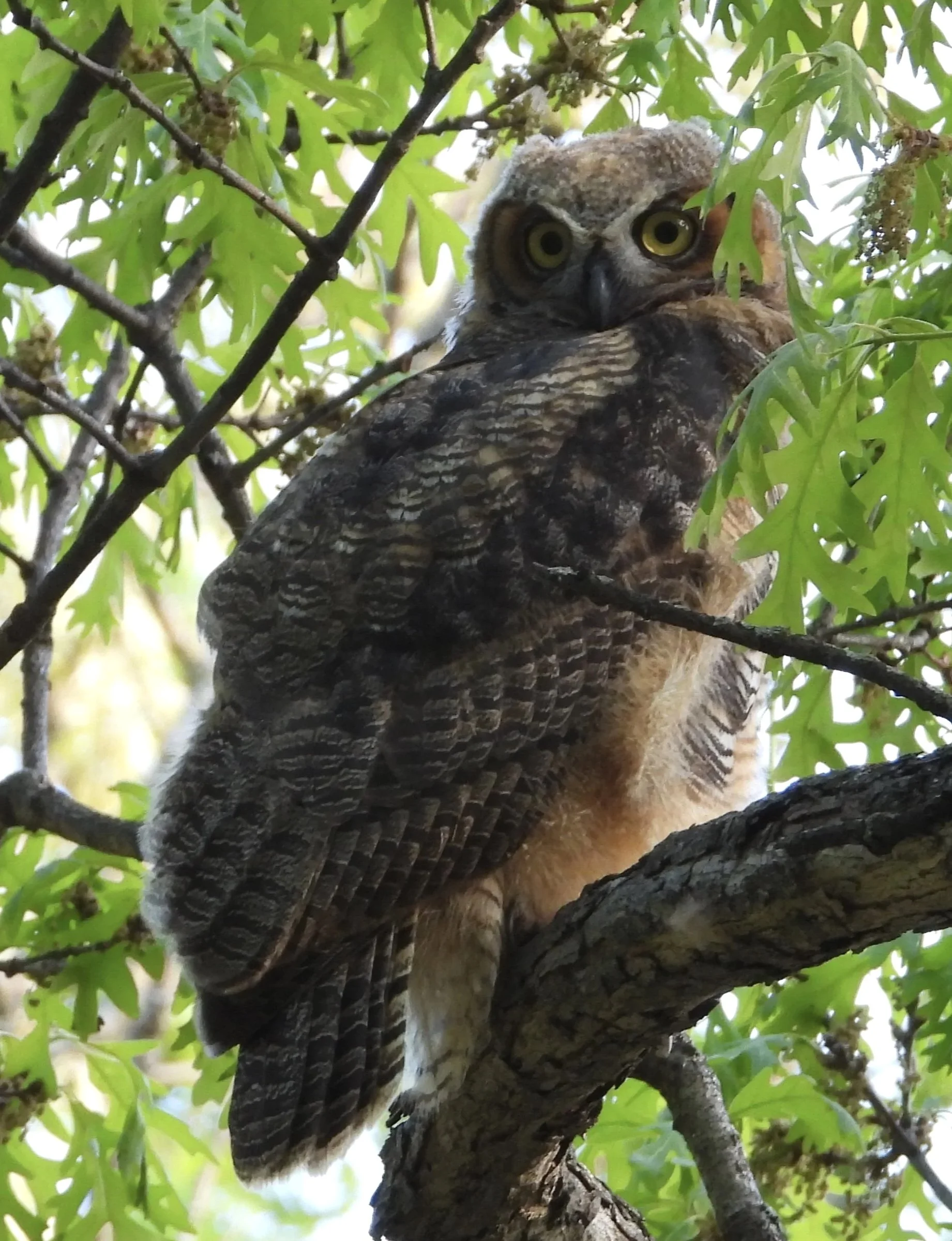 DSCN6268.jpg