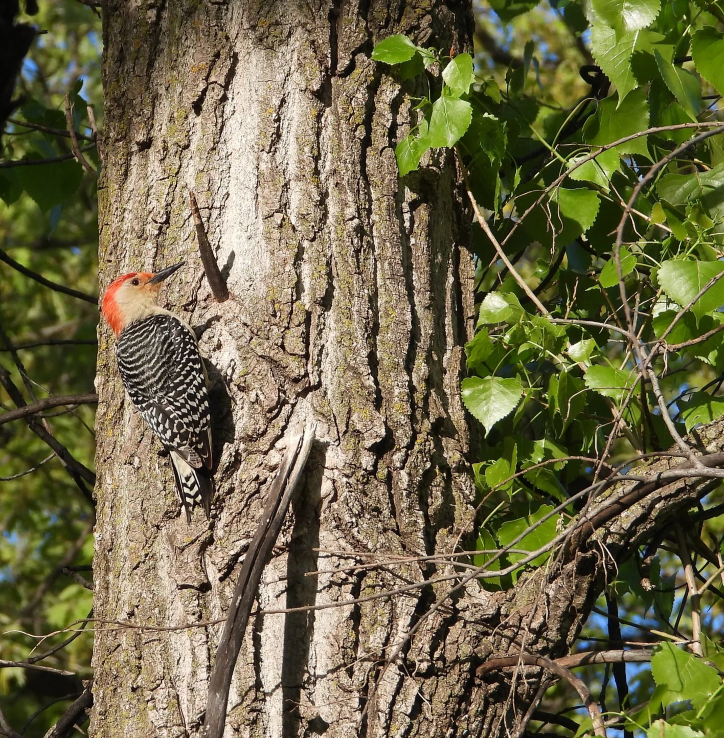 Red-bellied Woodpecker