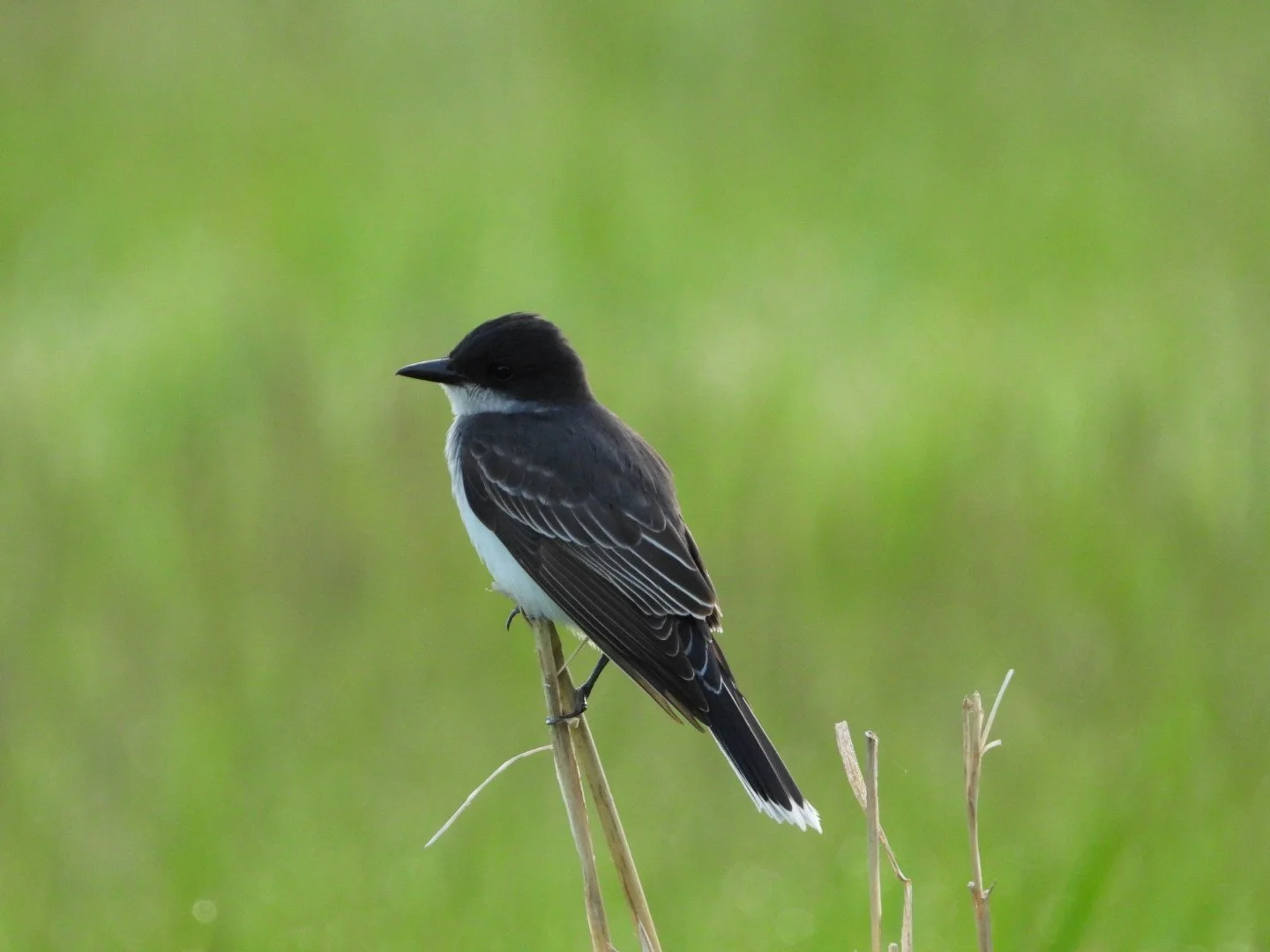 DSCN6557.JPG