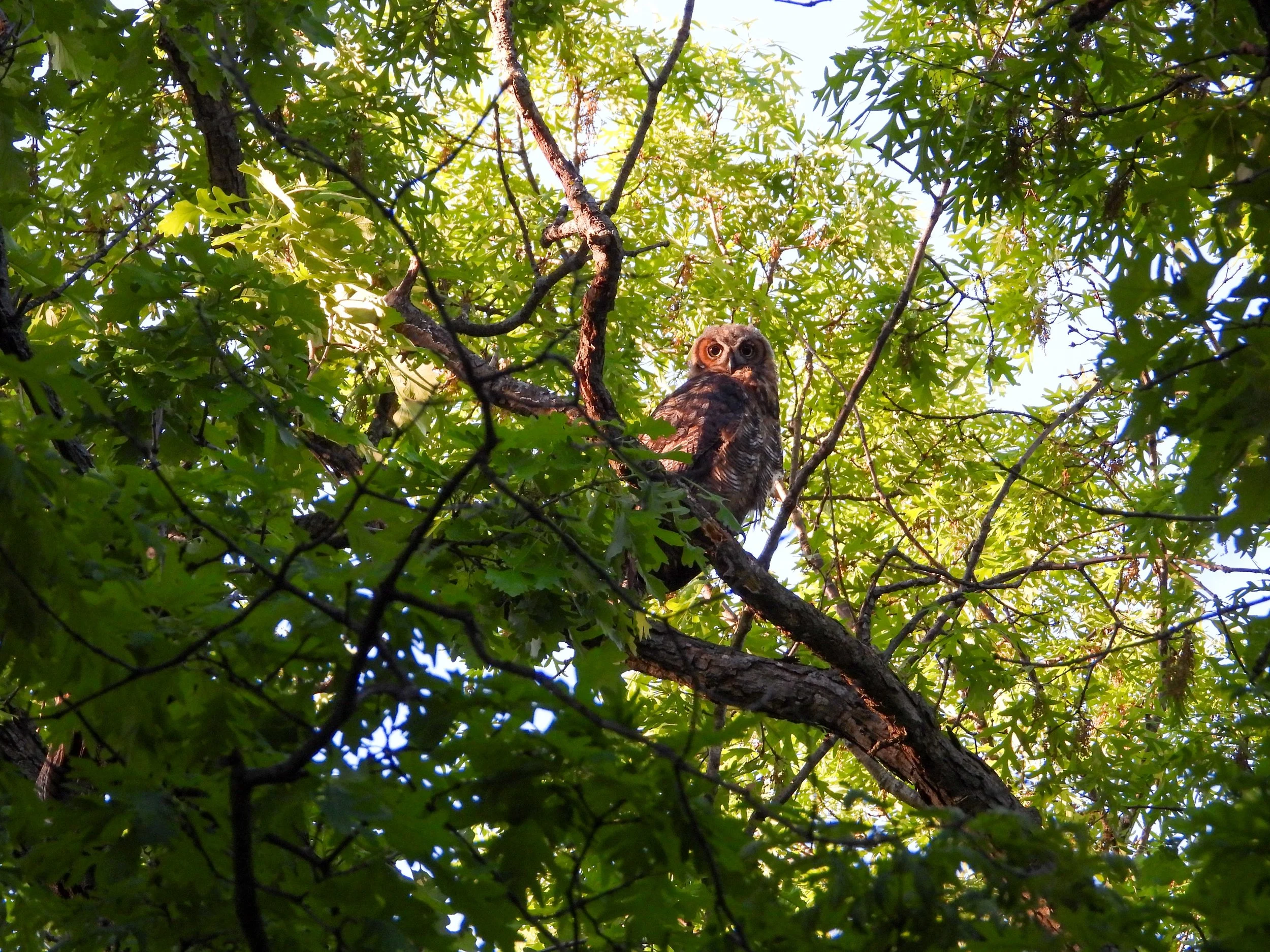 DSCN7390-1.JPG