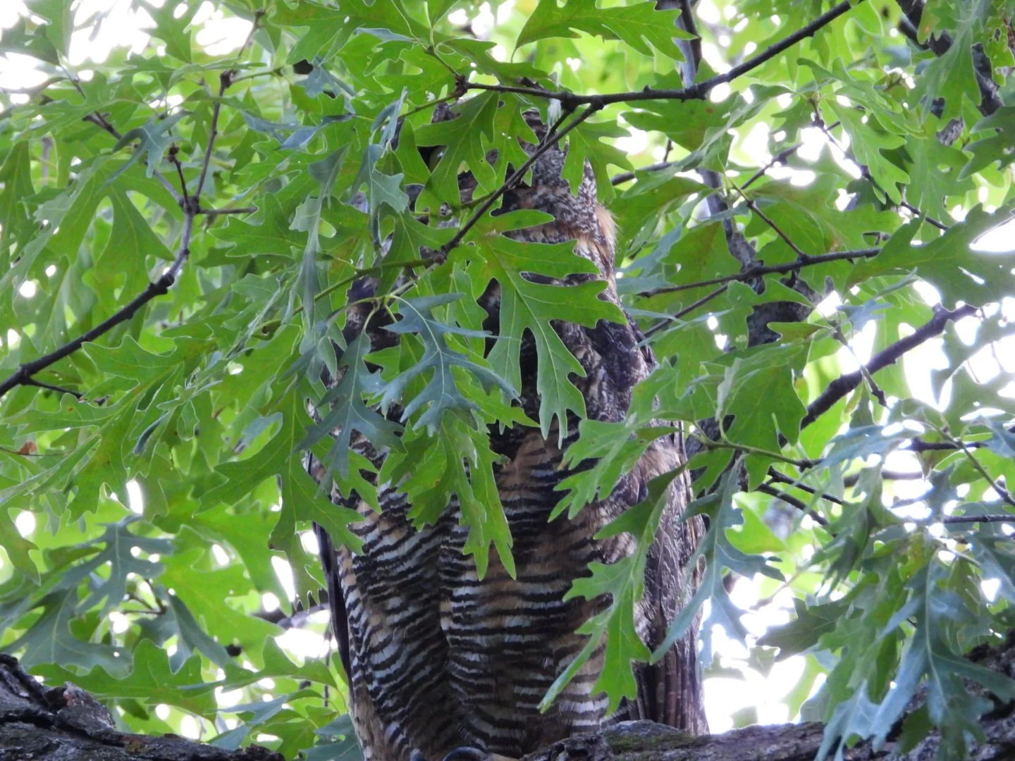 DSCN1106.JPG