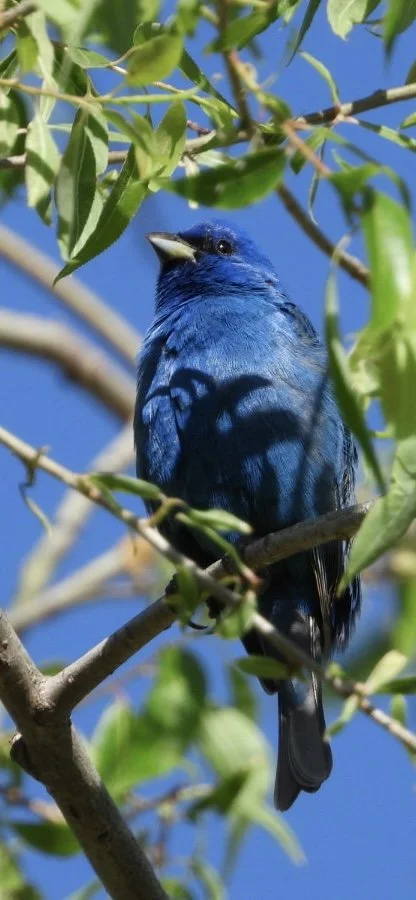 Indigo Bunting