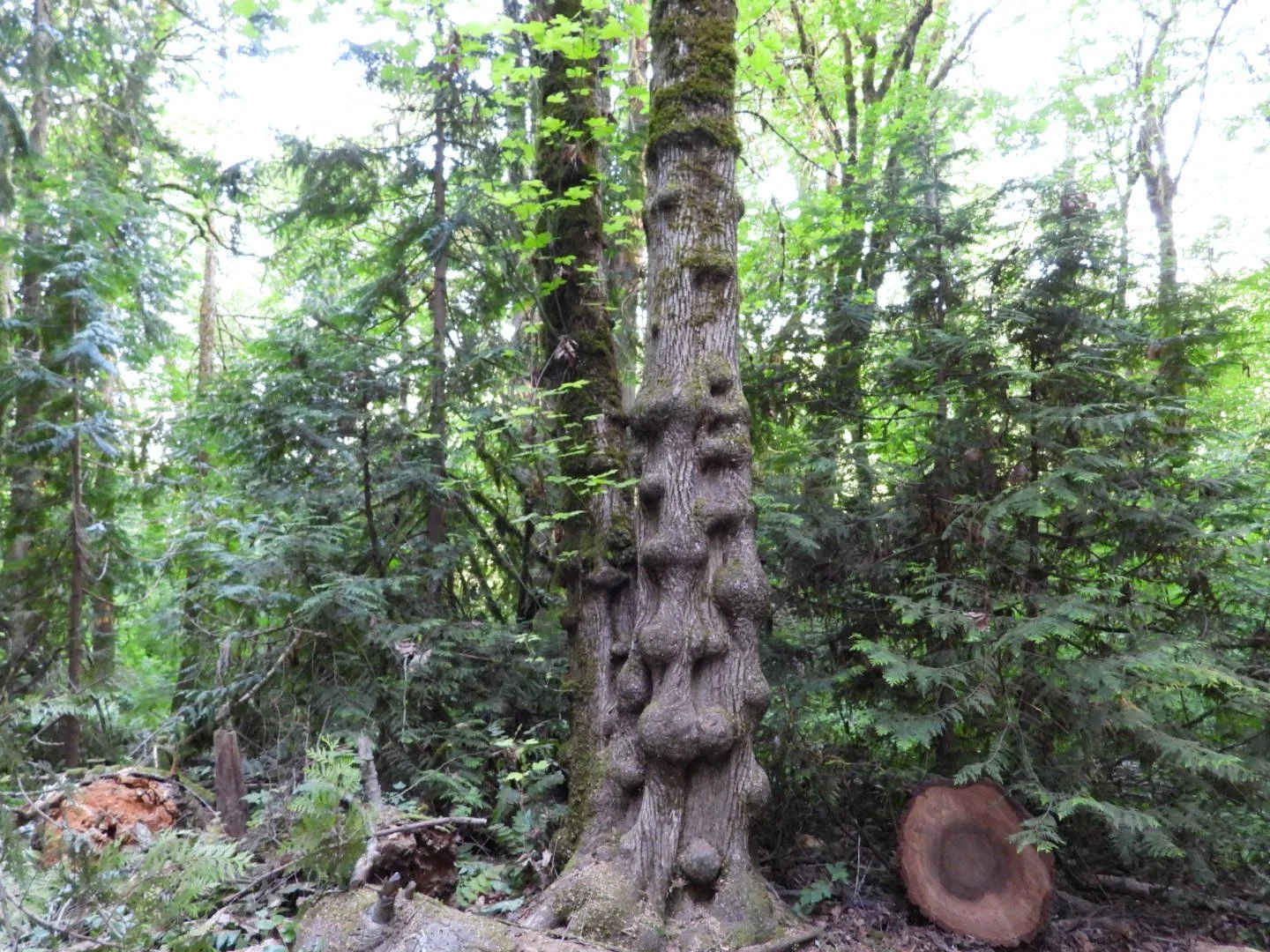 Oregon