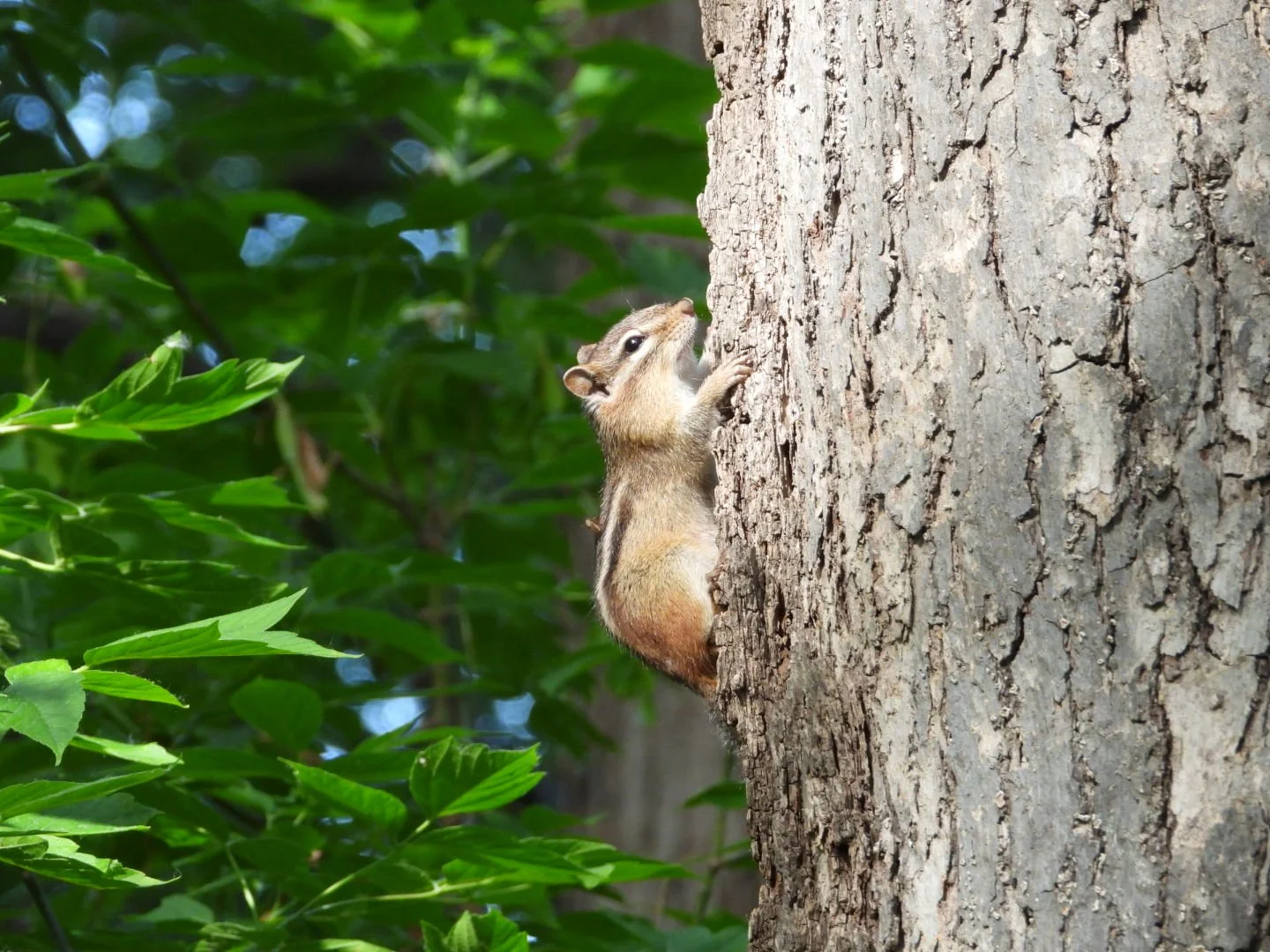 Chipmunk
