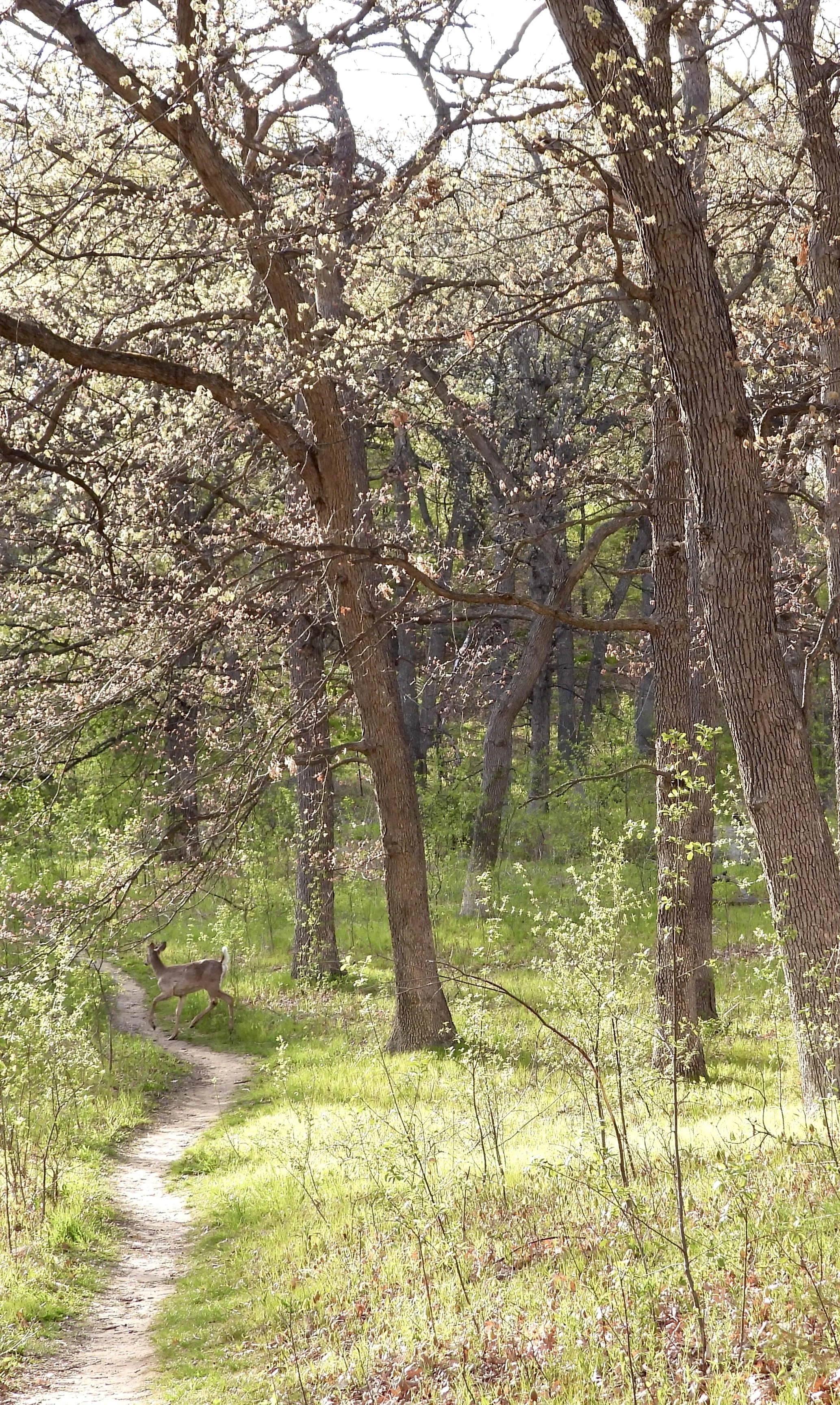 Mule Deer