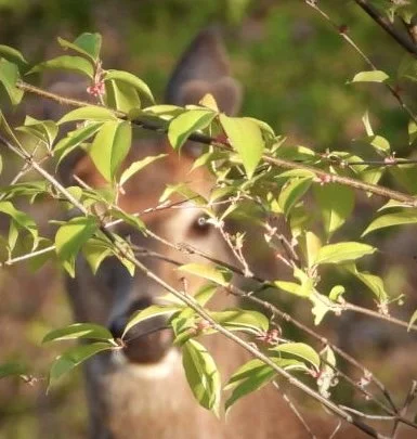 Mule Deer