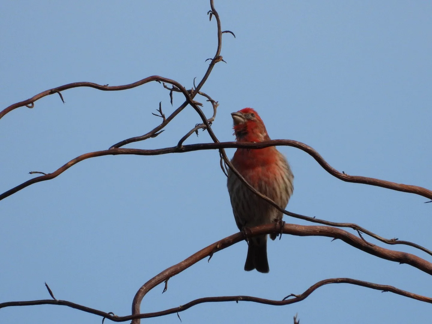 House Finch