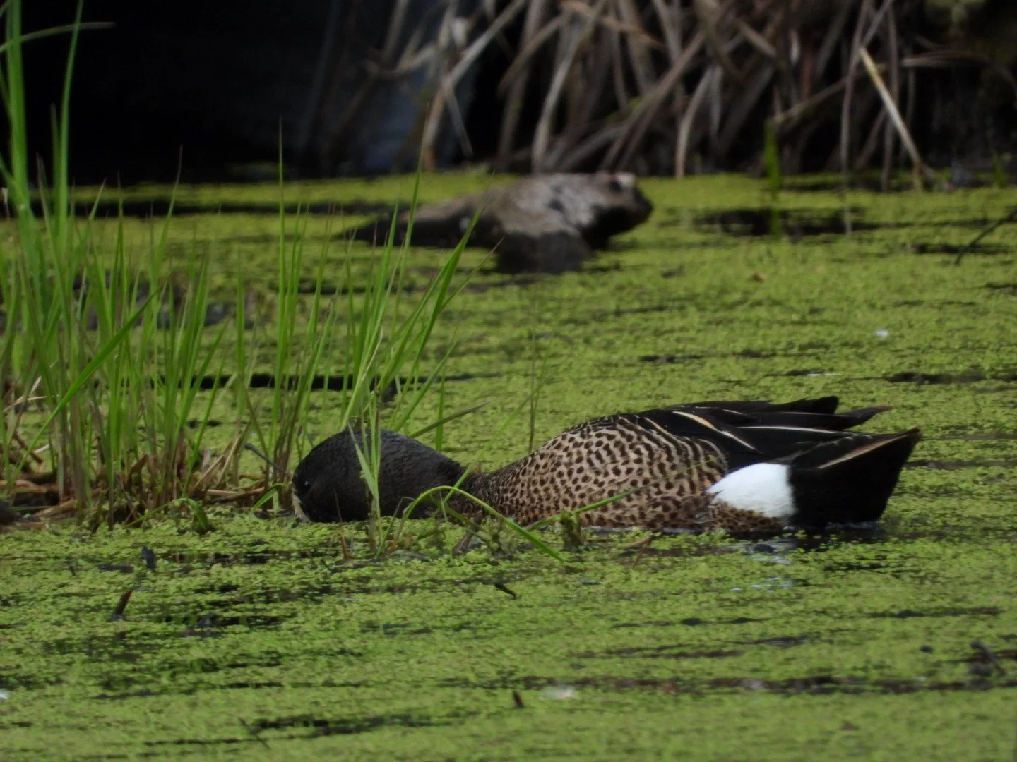 Wood duck