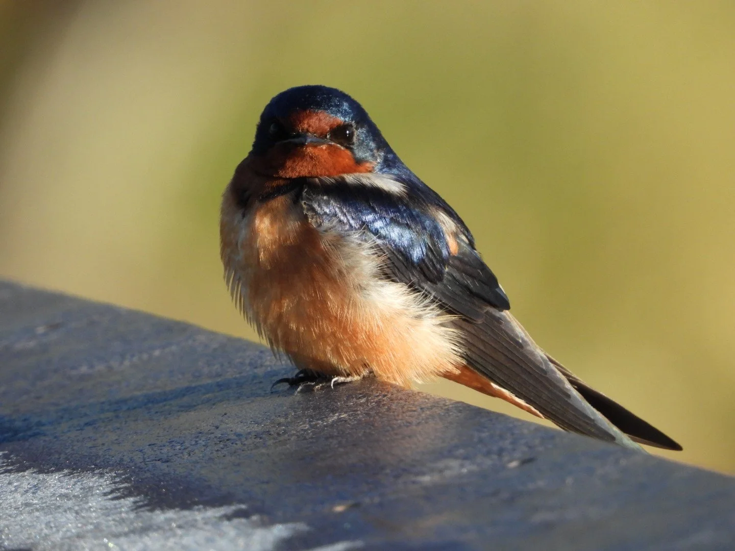 DSCN5185.JPG