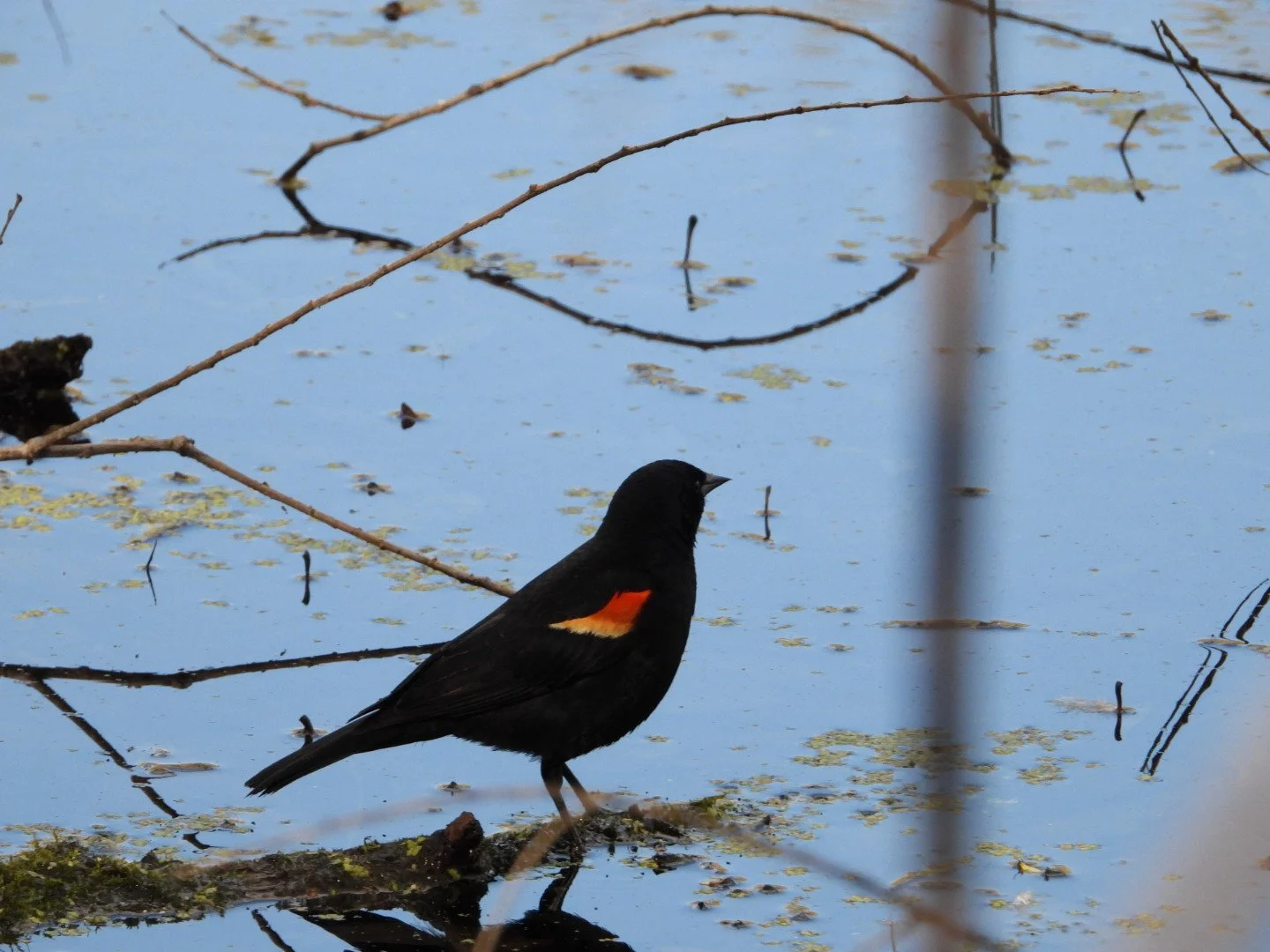Red-winged blackbird