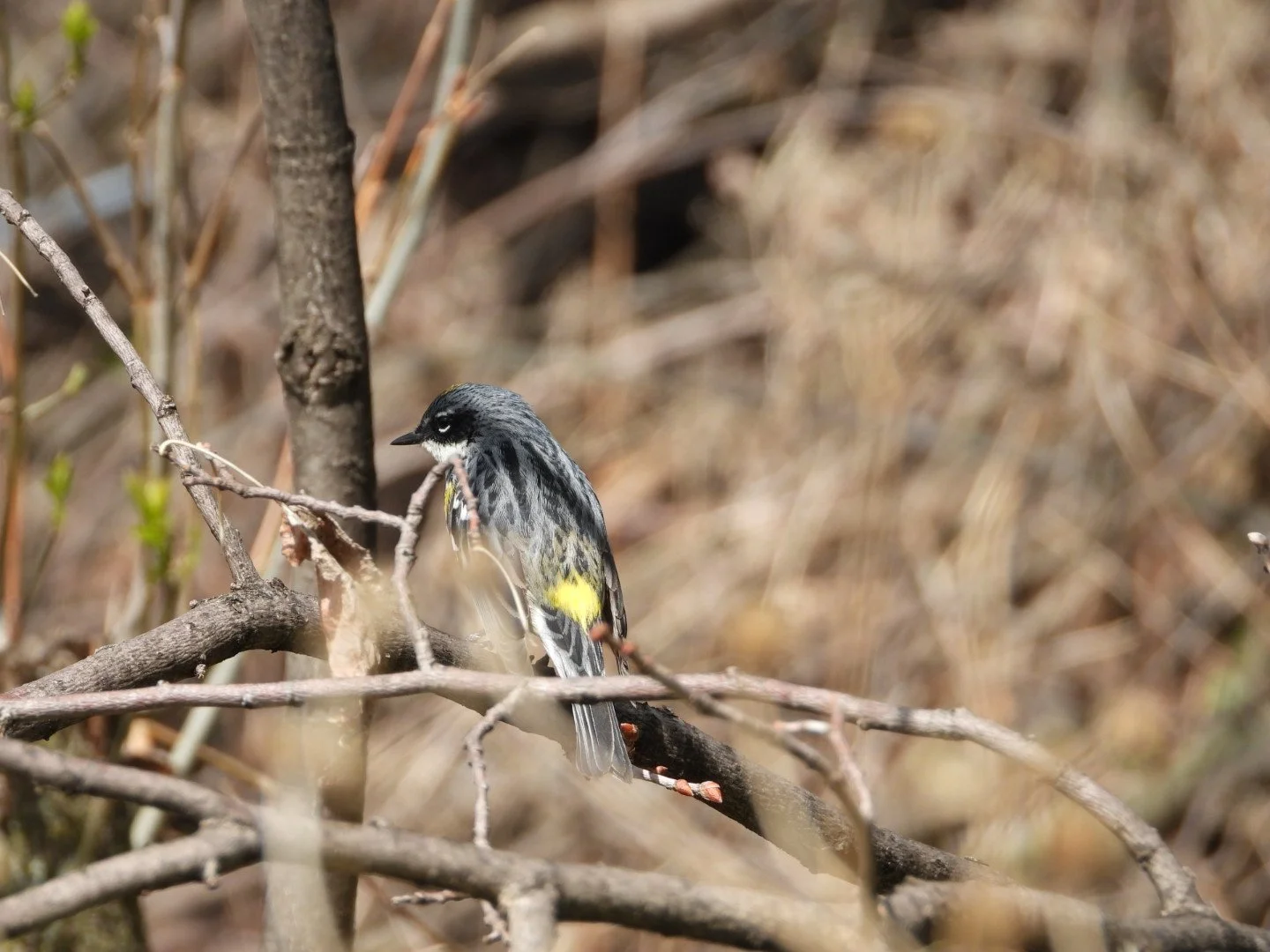 Yellow-throated warbler