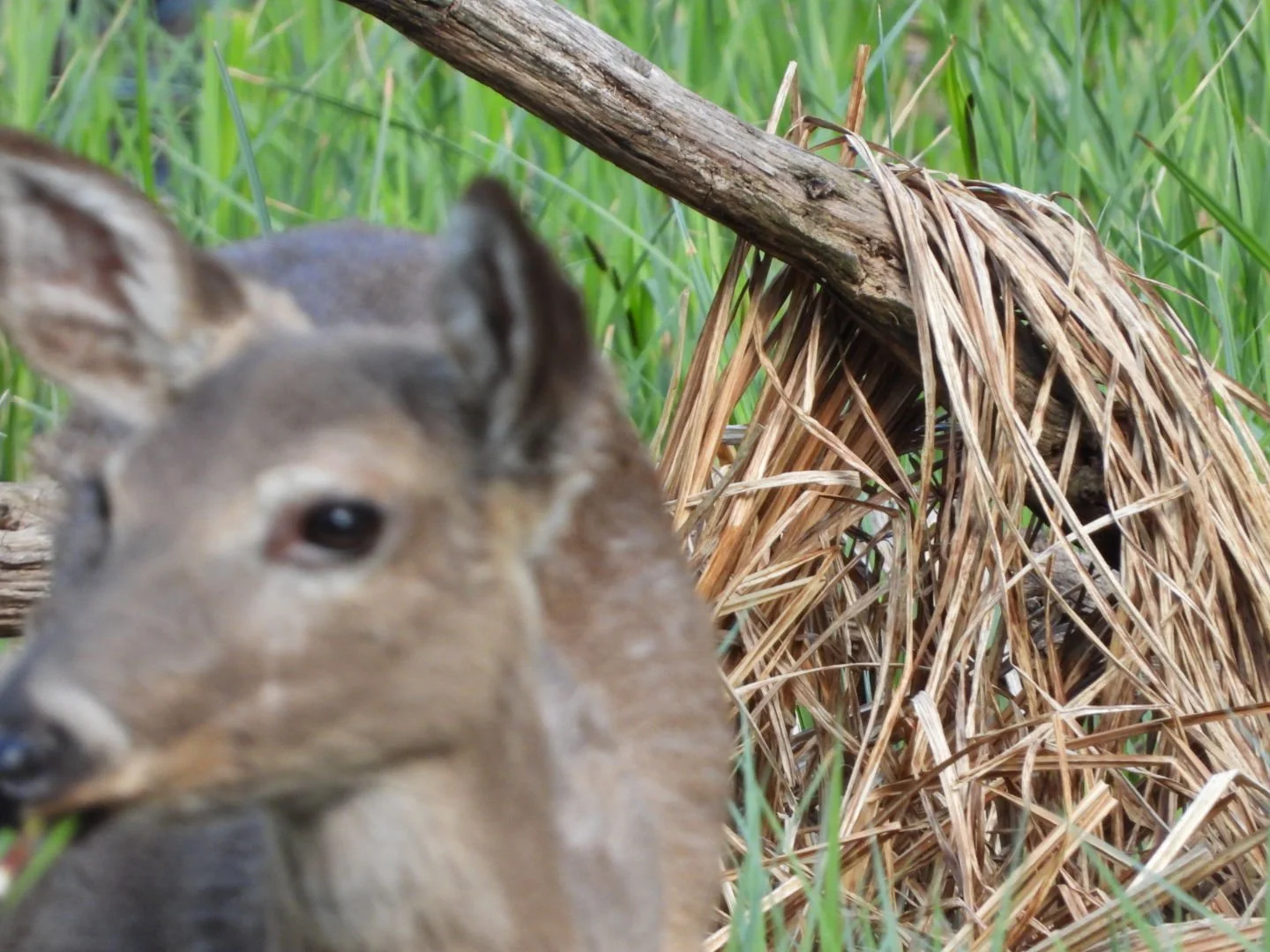 Mule Deer