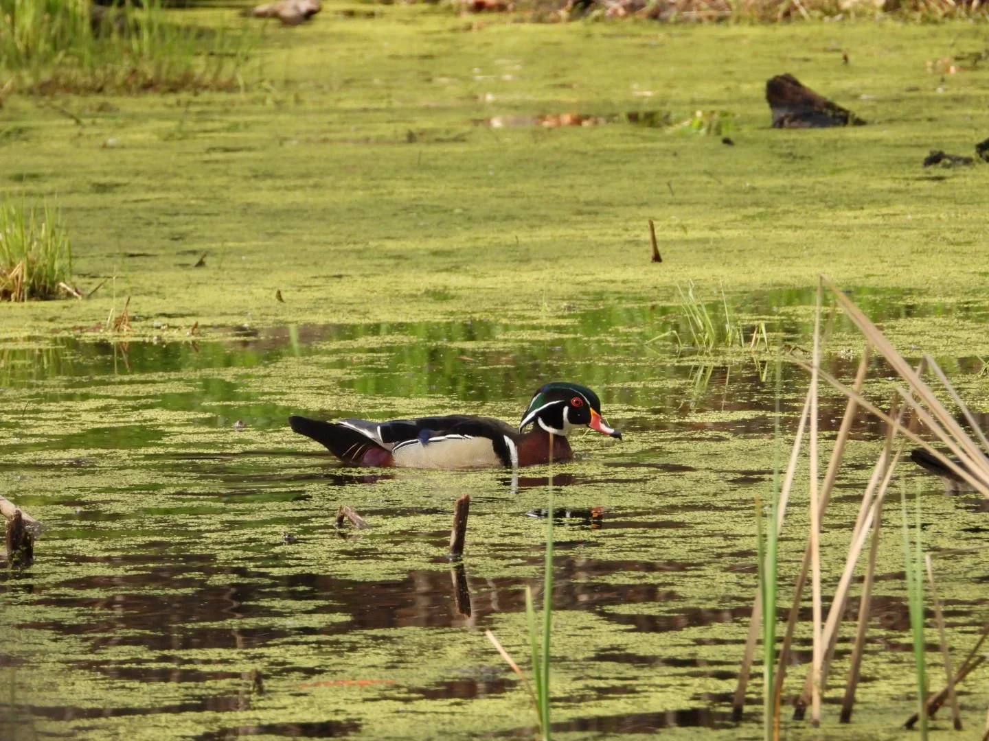 Wood duck