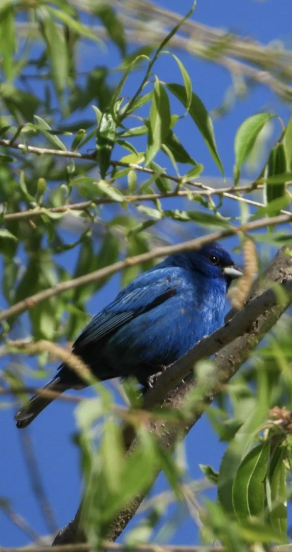 Indigo Bunting