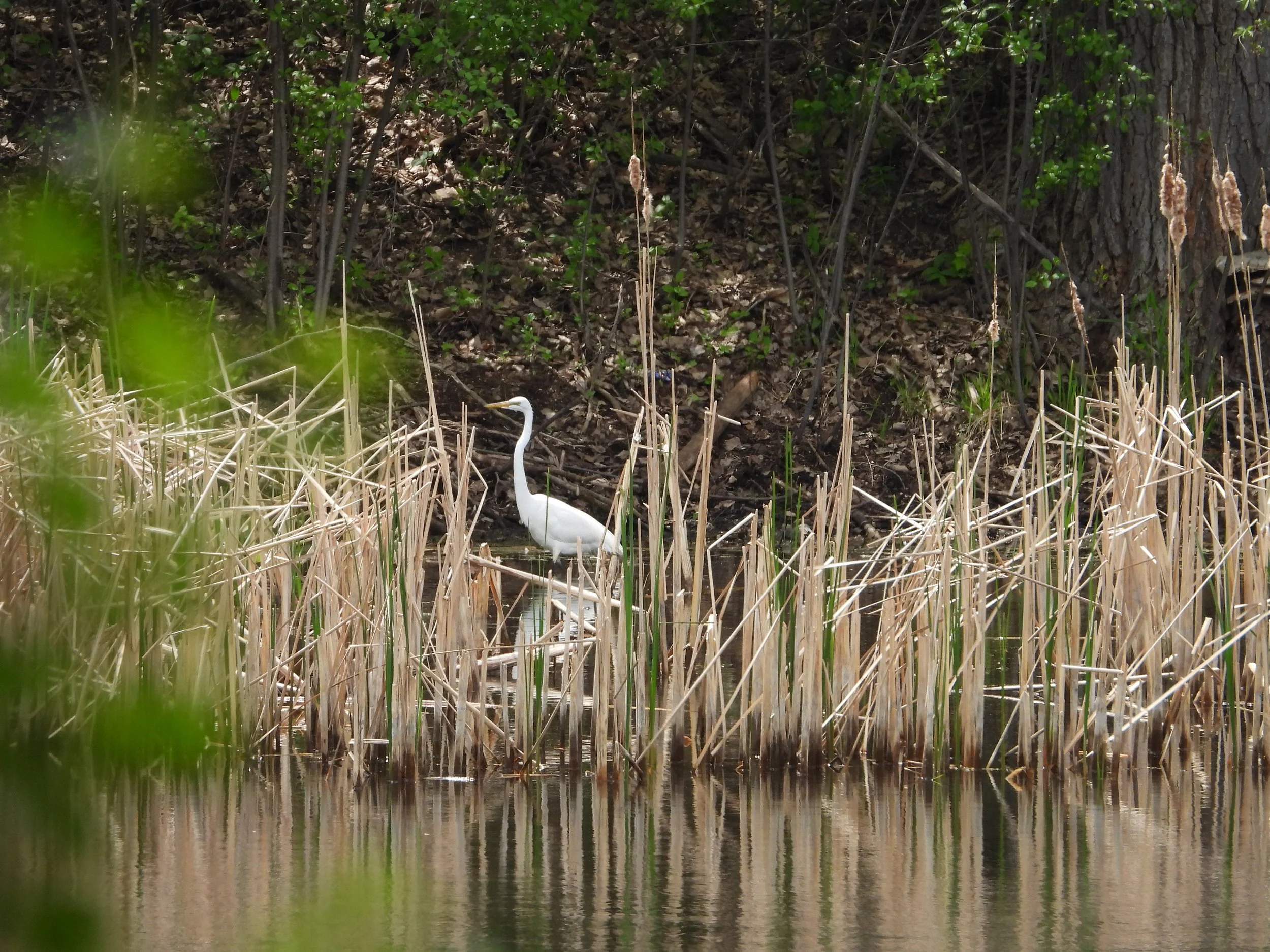 White Egret
