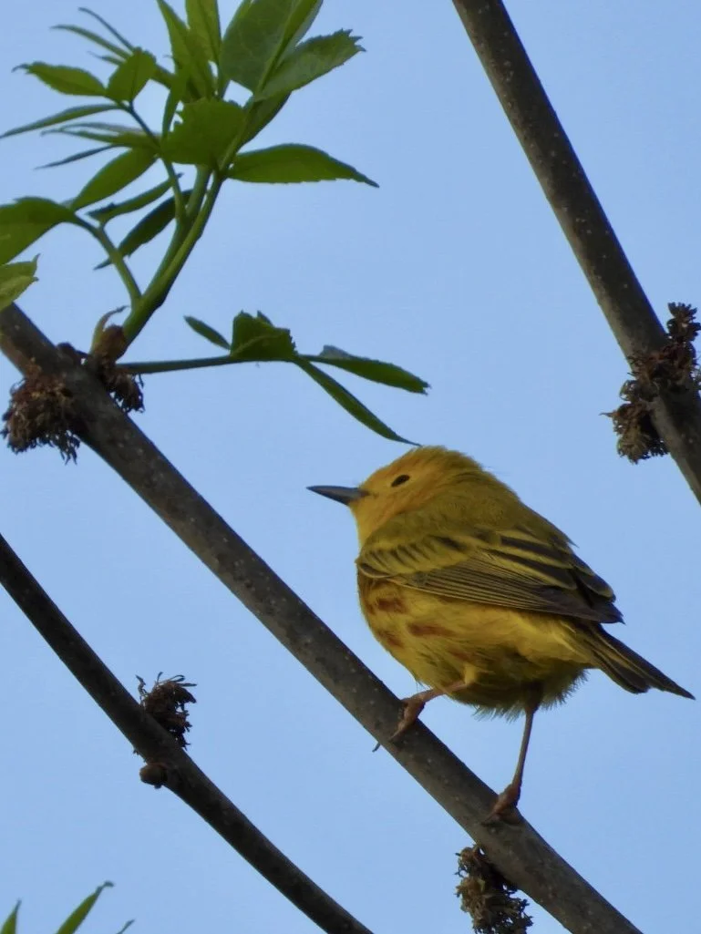 Mangrove Warbler