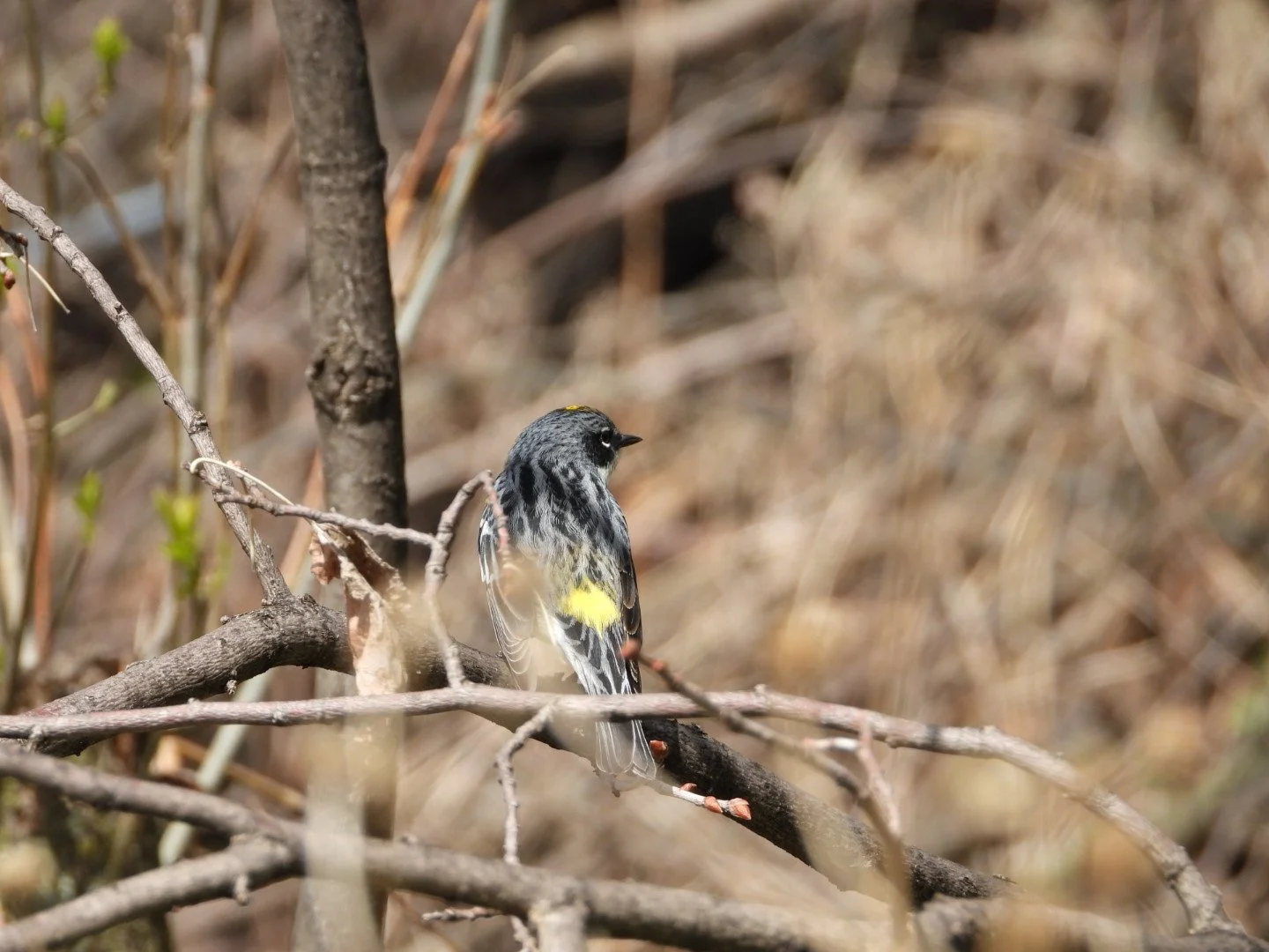 Yellow-throated warbler
