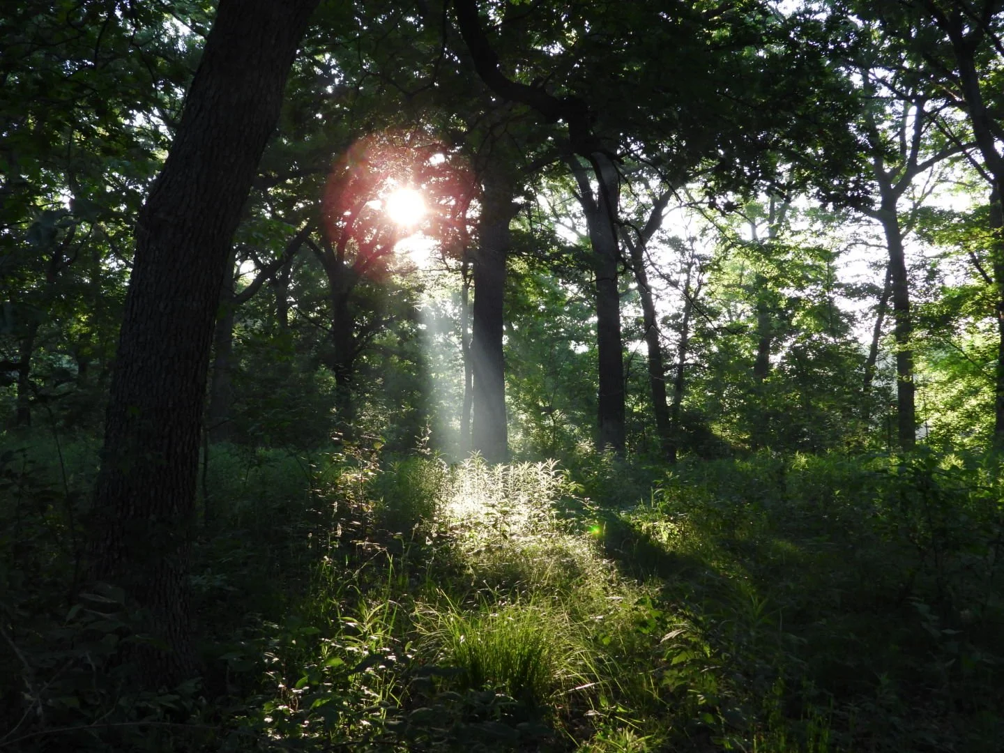 Forest sunrise