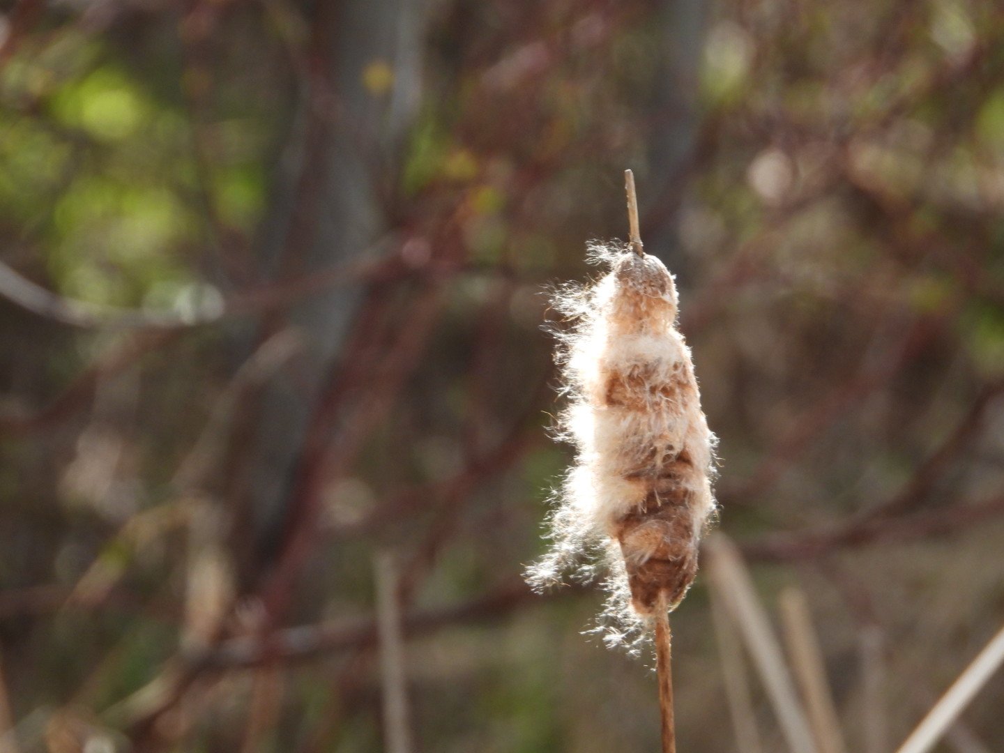 Cattail