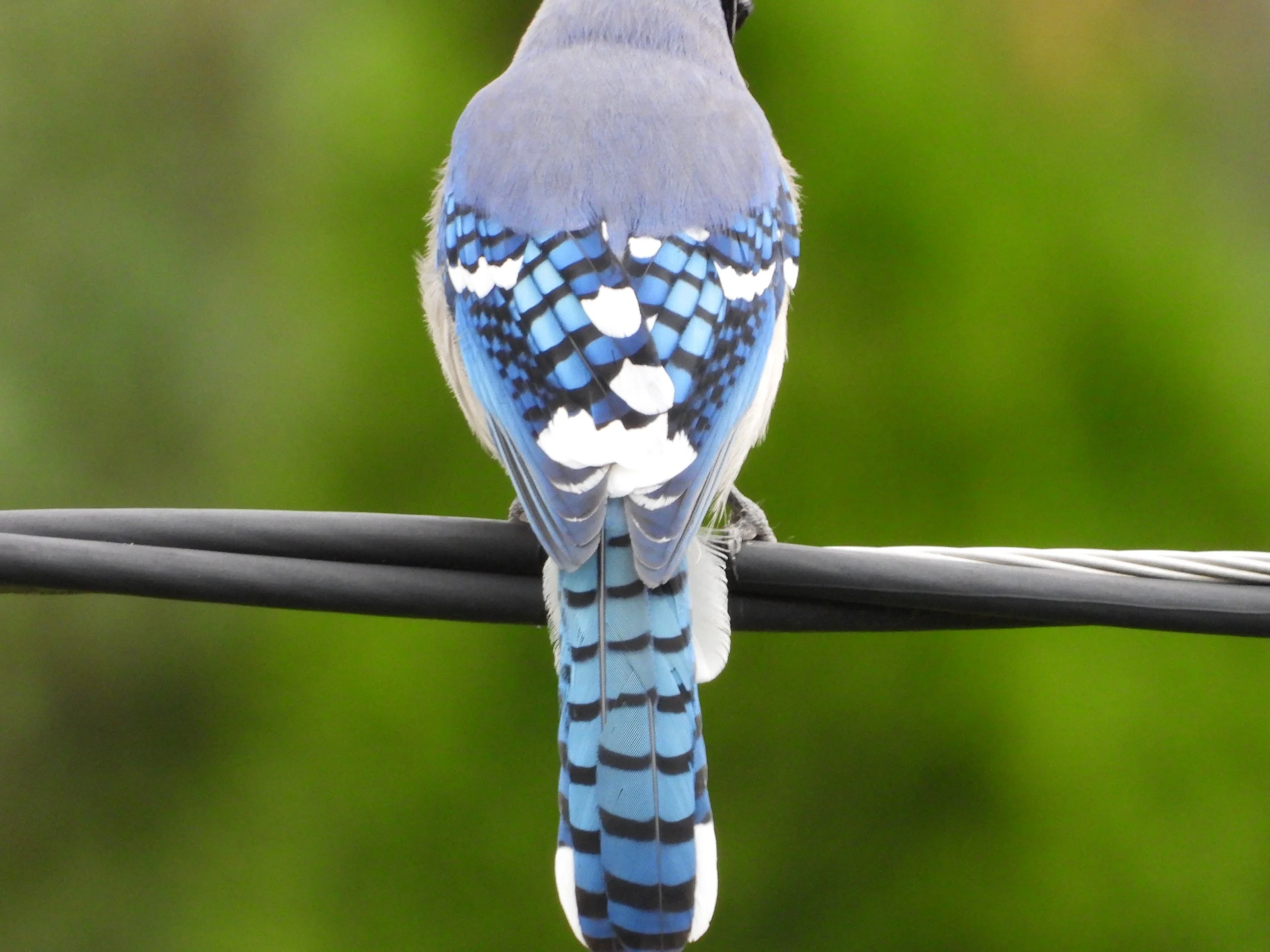 American Blue Jay